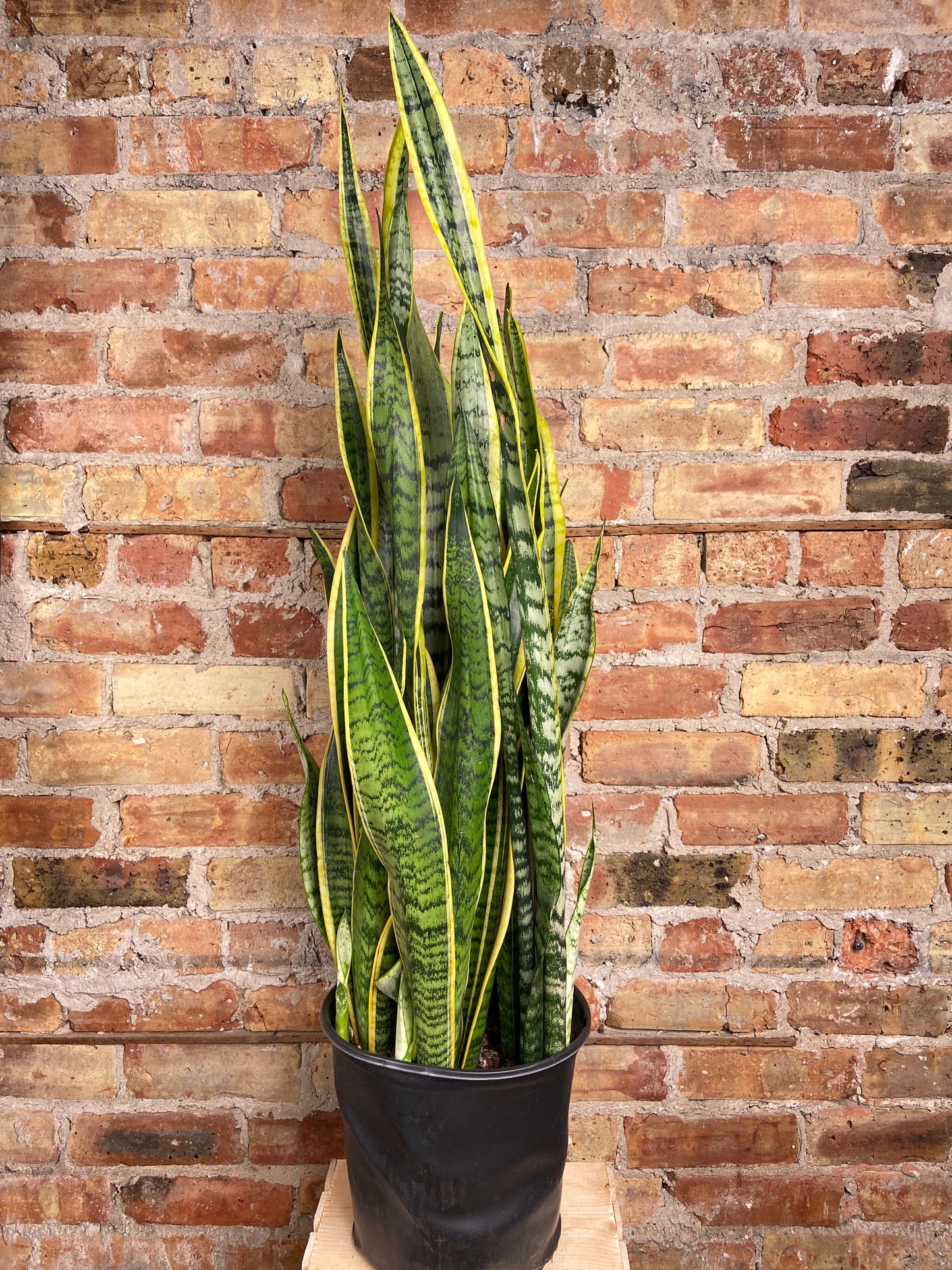Sansevieria Laurentii (Snake Plant) - 10" Pot