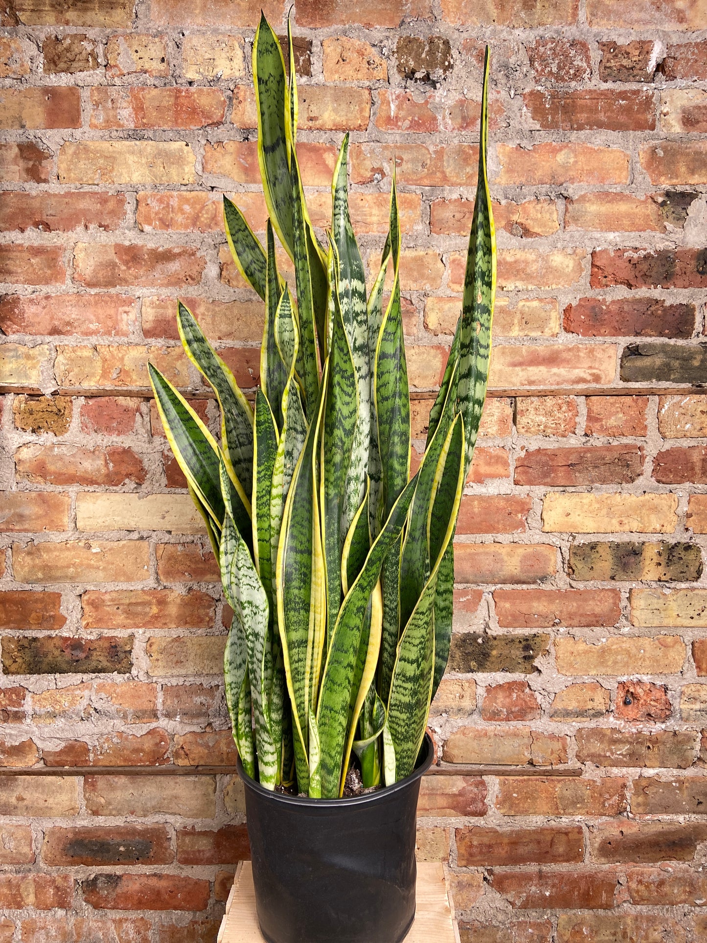 Sansevieria Laurentii (Snake Plant) - 10" Pot