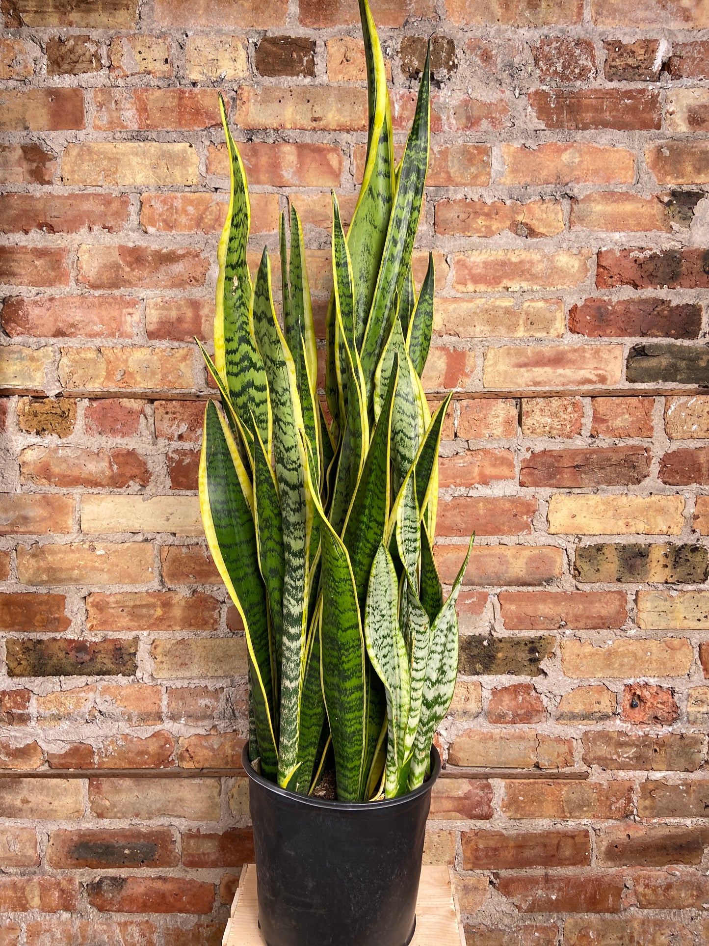 Sansevieria Laurentii (Snake Plant) - 10" Pot