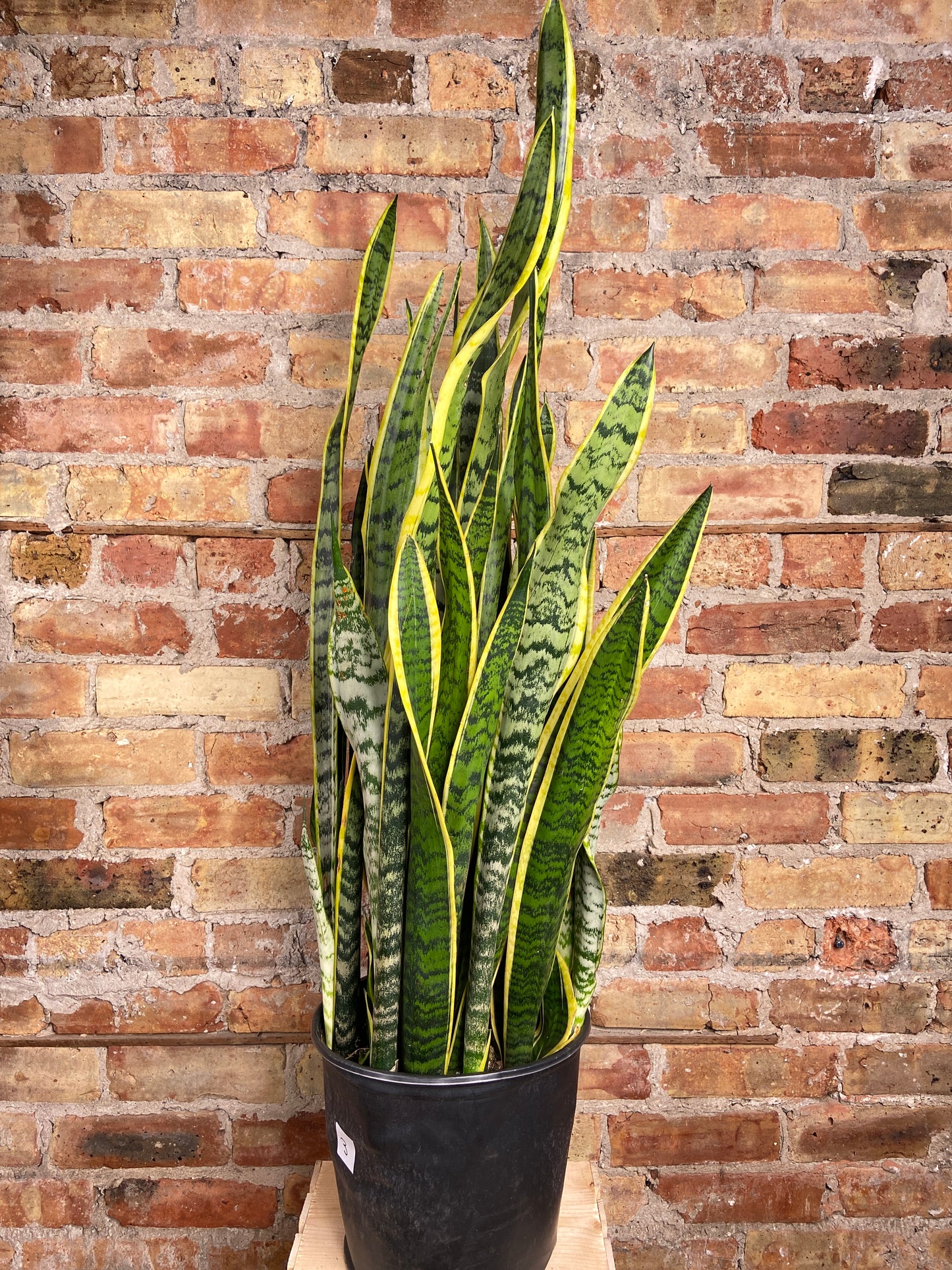 Sansevieria Laurentii (Snake Plant) - 10" Pot