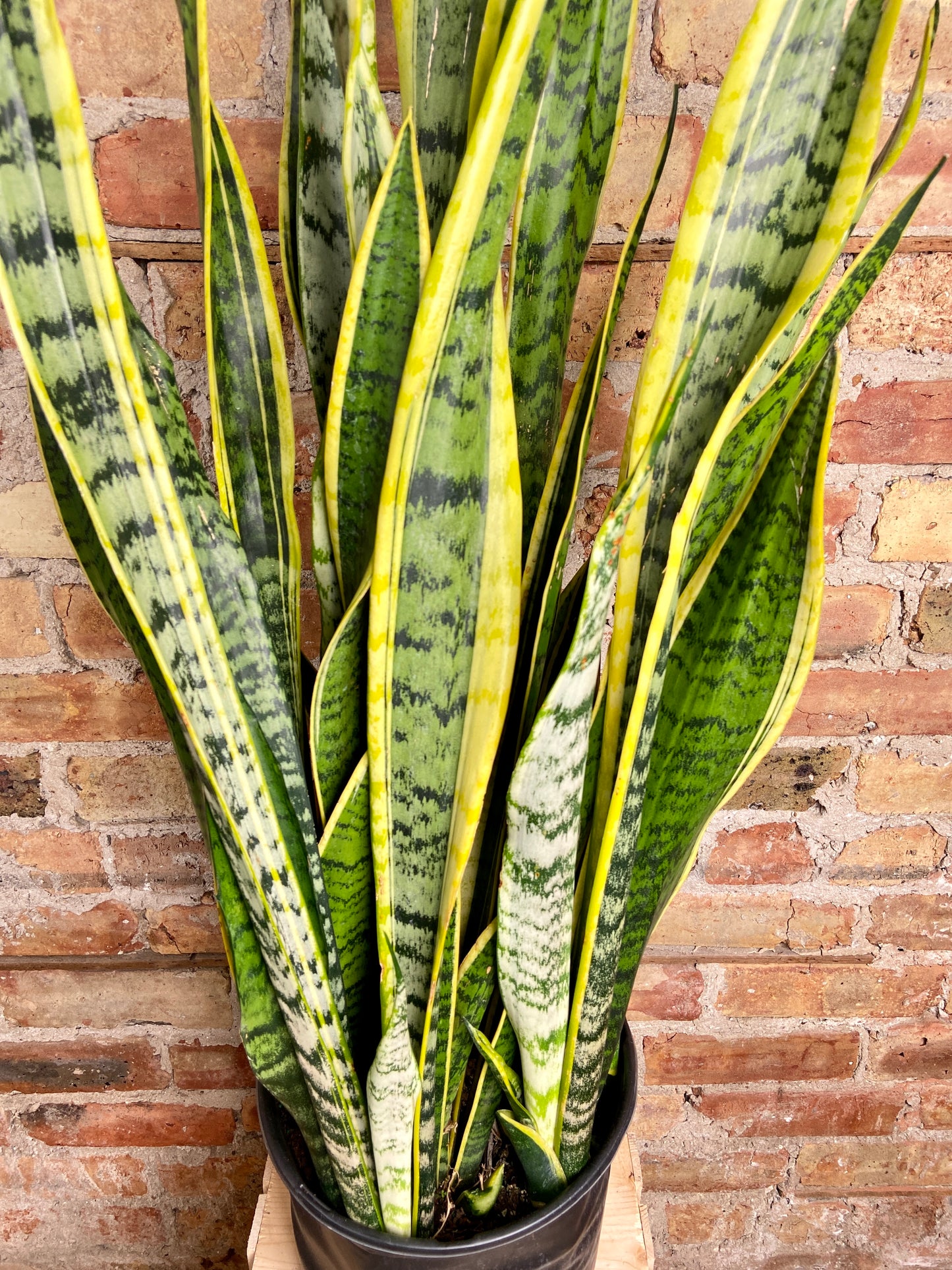 Sansevieria Laurentii (Snake Plant) - 10" Pot