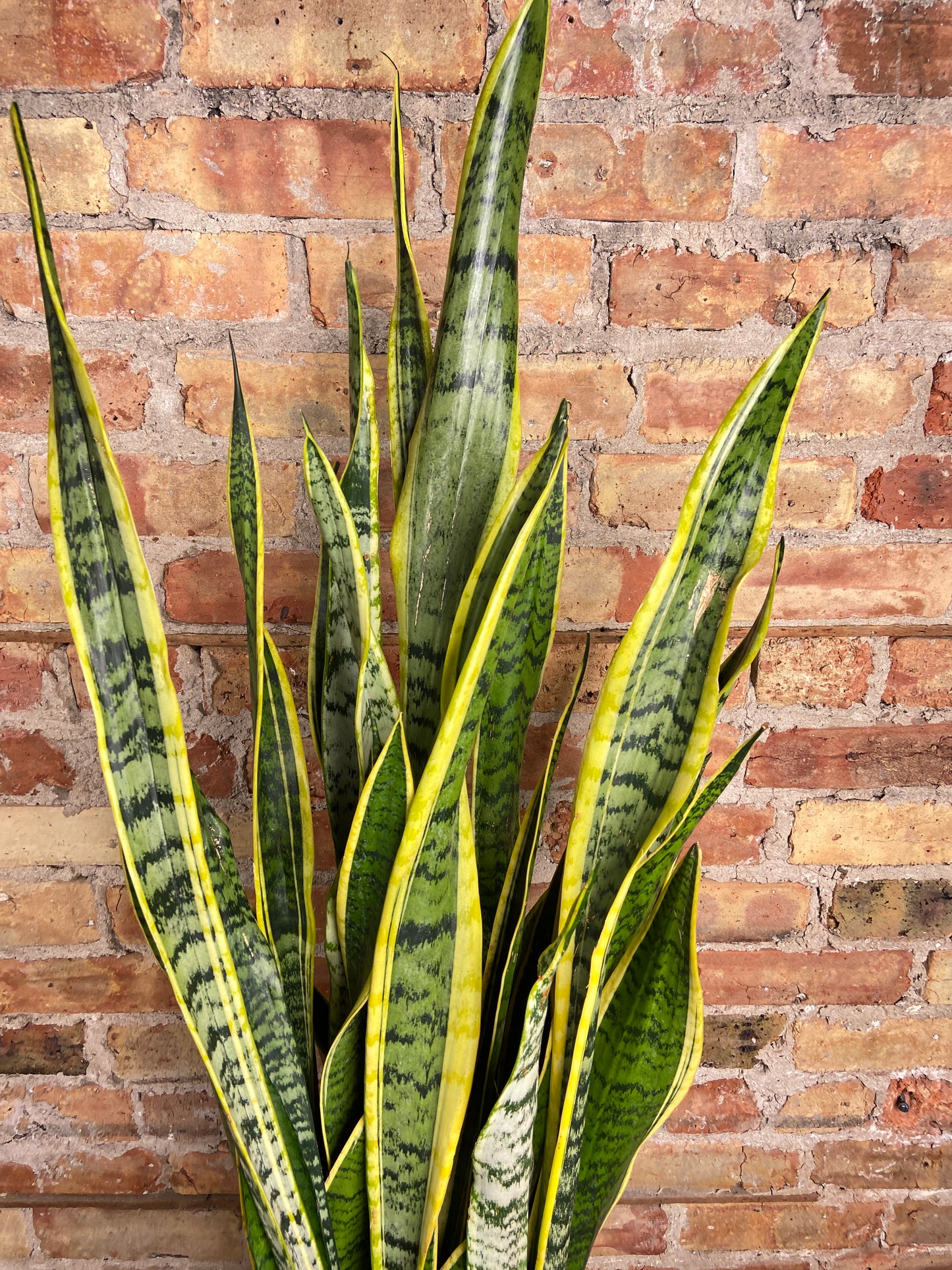 Sansevieria Laurentii (Snake Plant) - 10" Pot