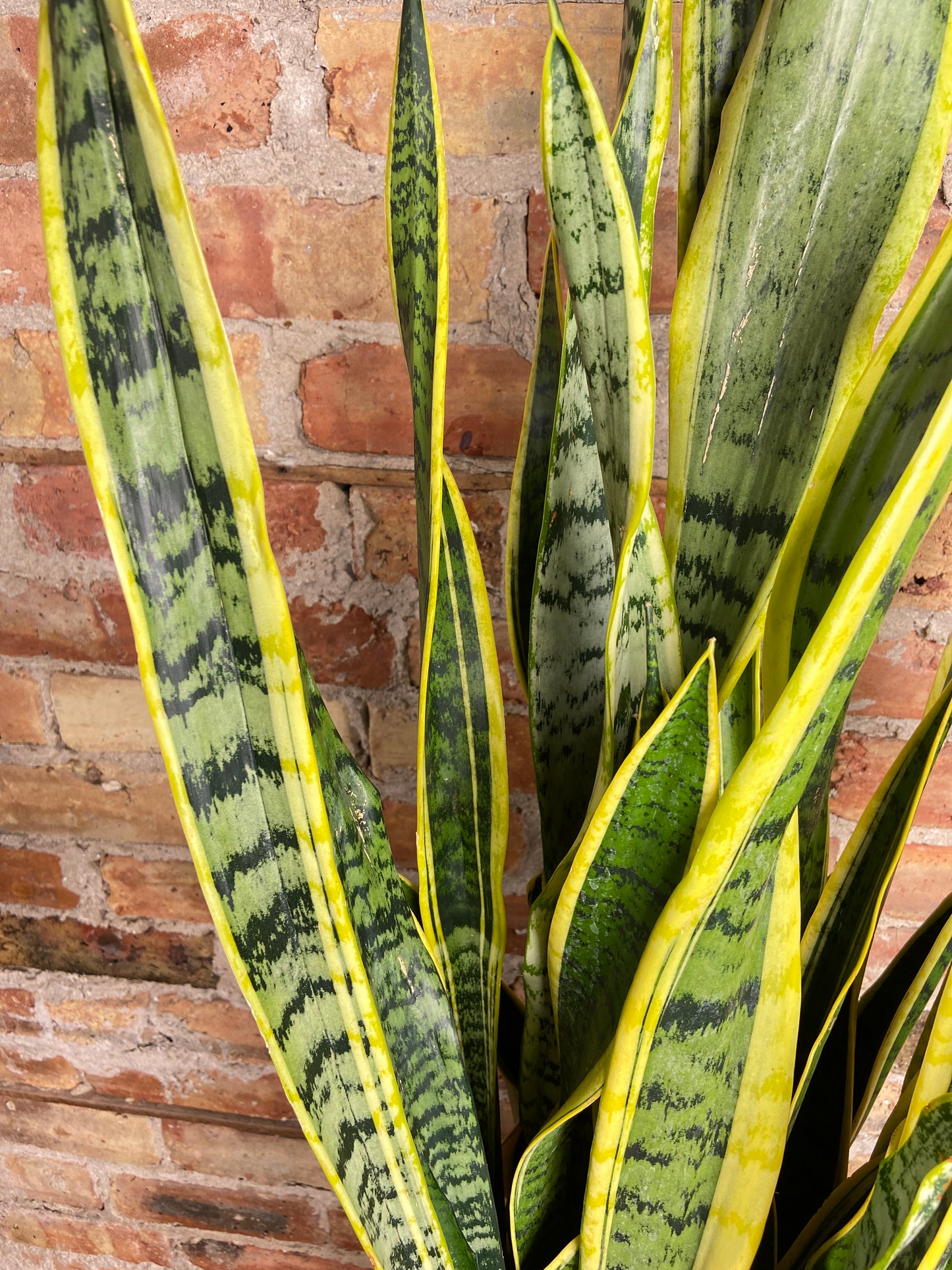 Sansevieria Laurentii (Snake Plant) - 10" Pot