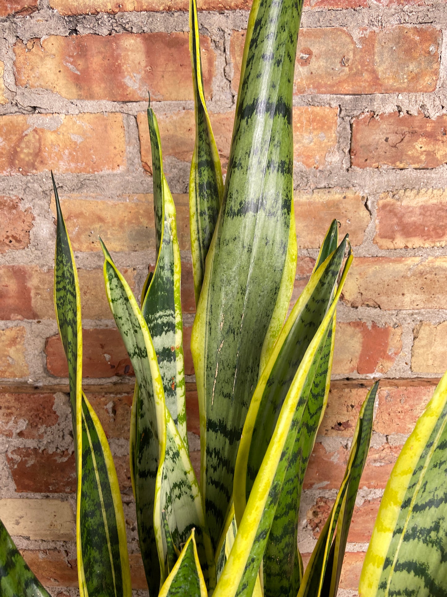 Sansevieria Laurentii (Snake Plant) - 10" Pot