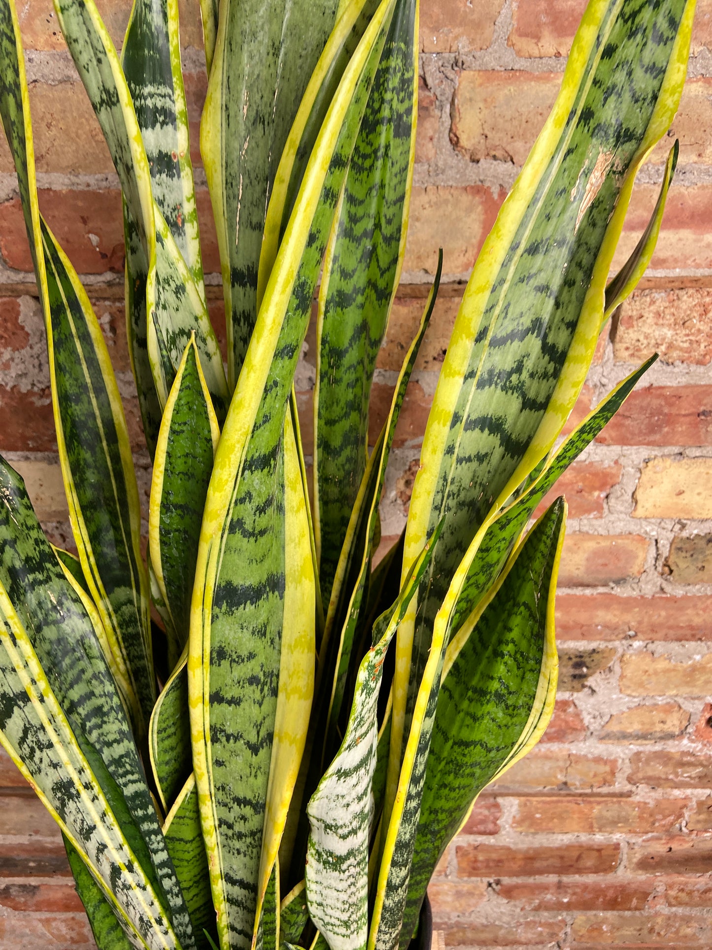 Sansevieria Laurentii (Snake Plant) - 10" Pot