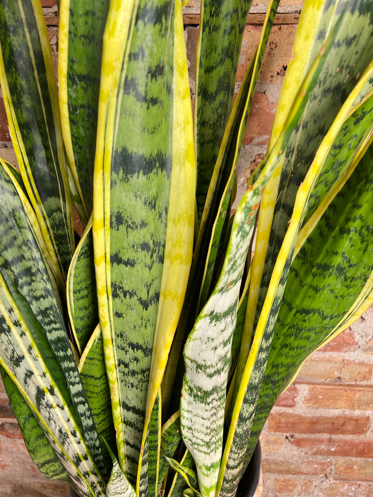 Sansevieria Laurentii (Snake Plant) - 10" Pot