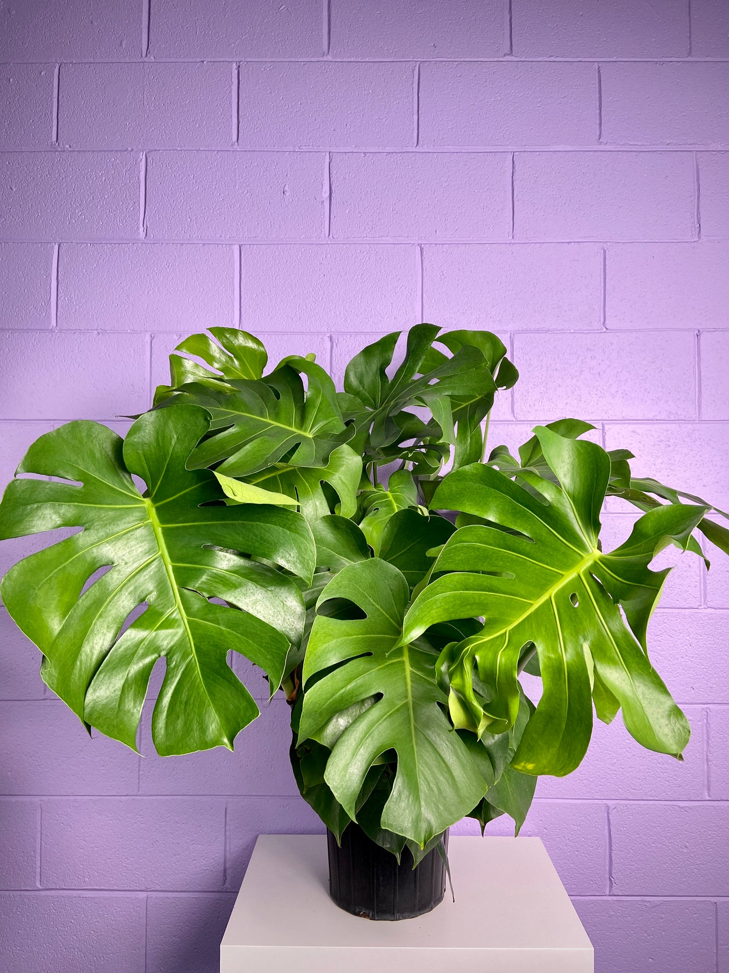 Monstera Deliciosa - 10"