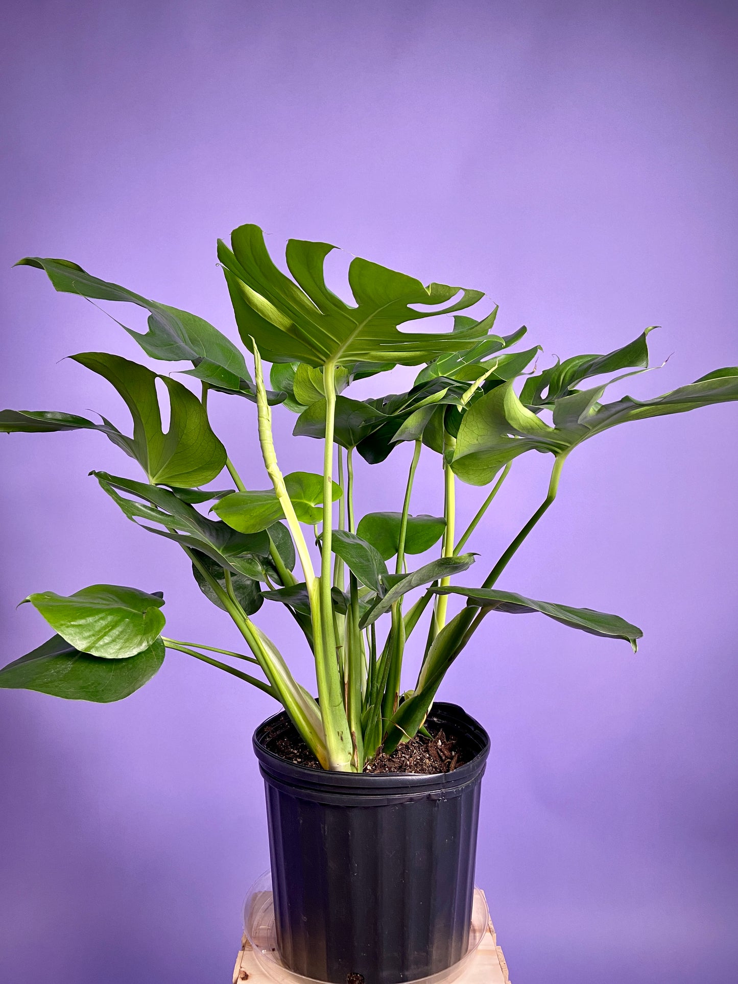 Monstera Deliciosa - 10"
