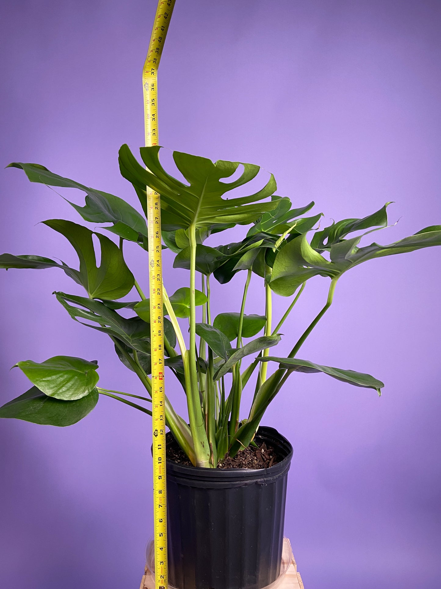 Monstera Deliciosa - 10"