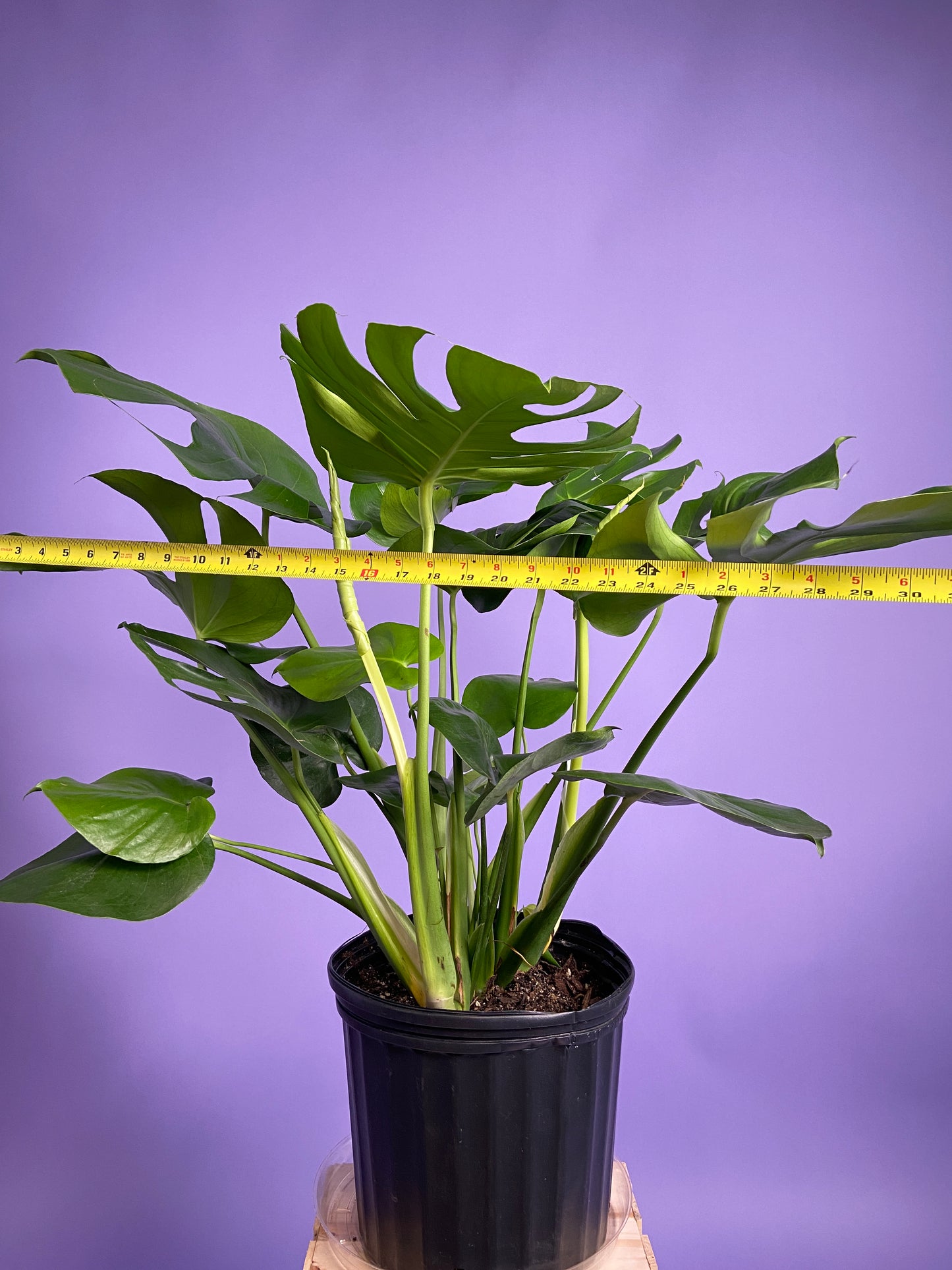 Monstera Deliciosa - 10"