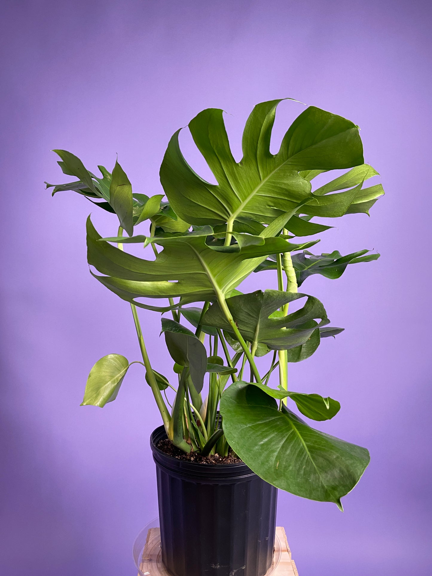 Monstera Deliciosa - 10"