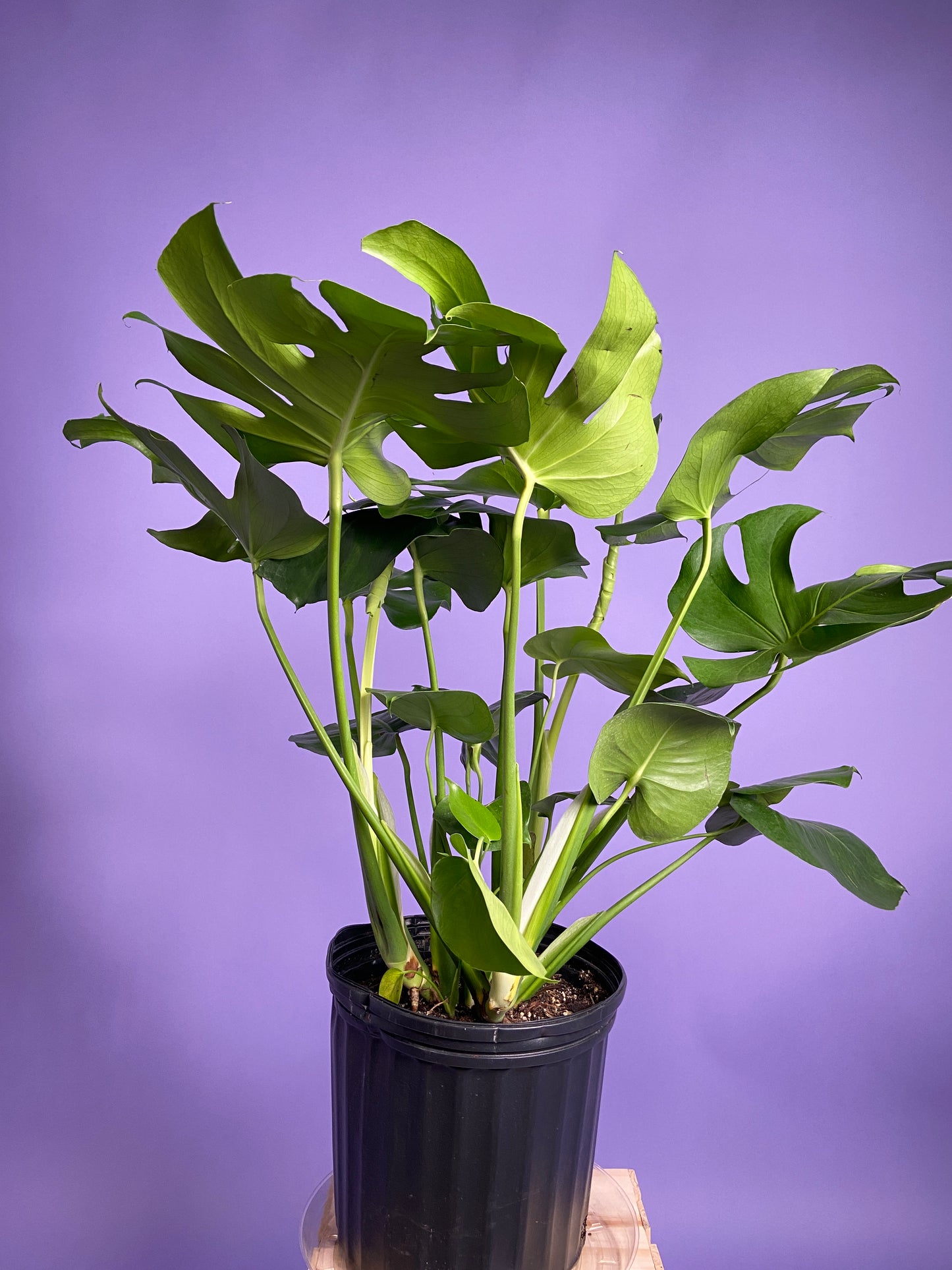 Monstera Deliciosa - 10"
