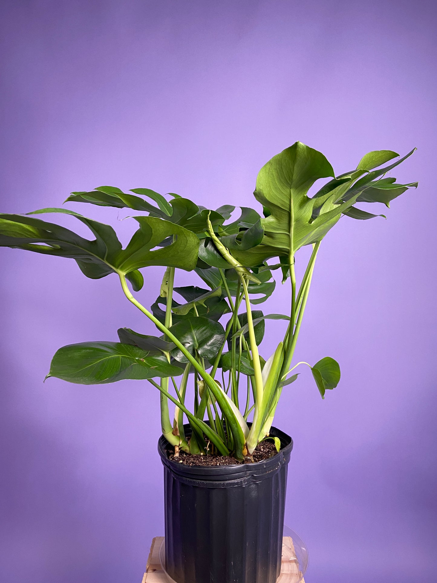 Monstera Deliciosa - 10"