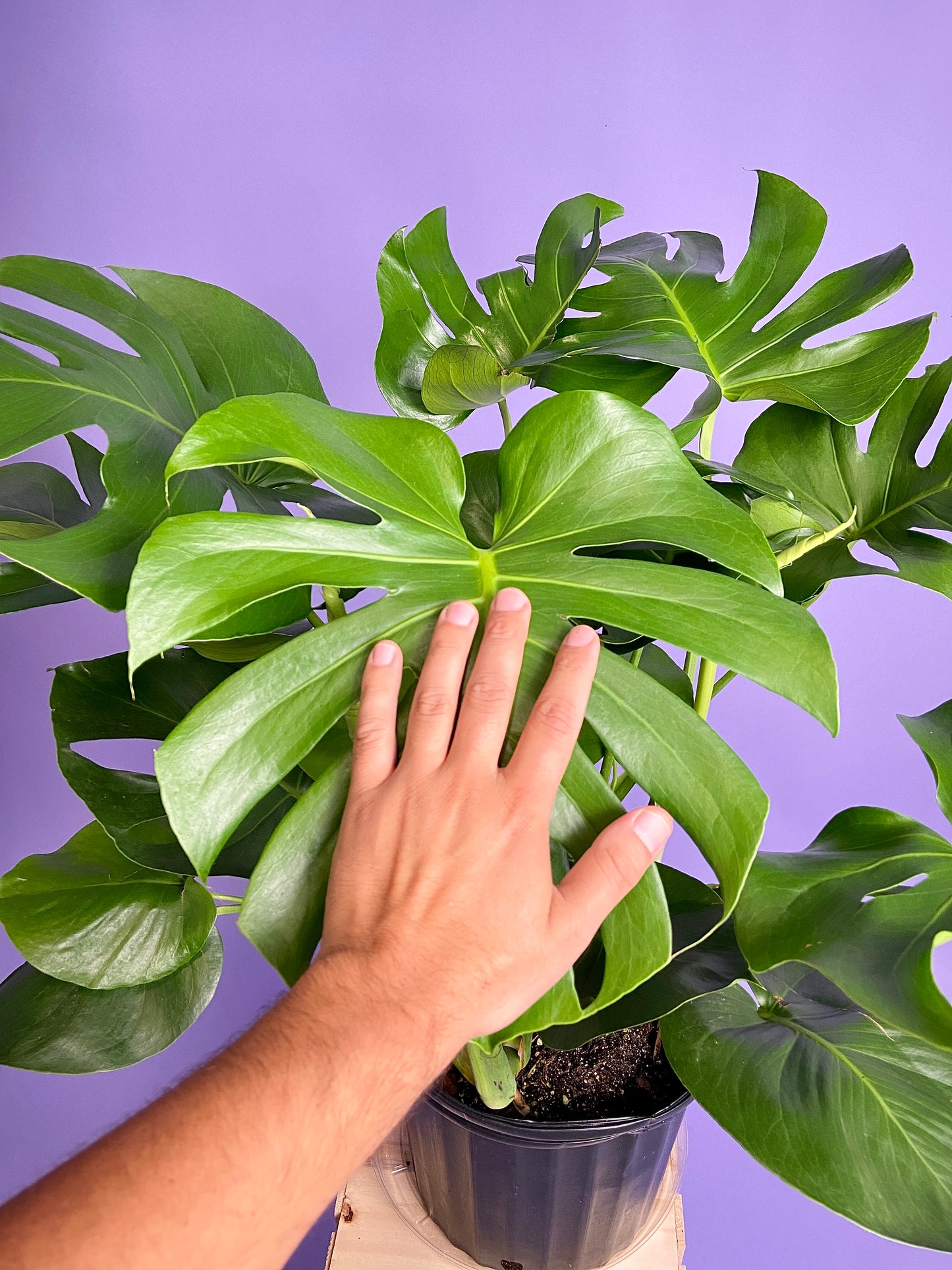 Monstera Deliciosa - 10"