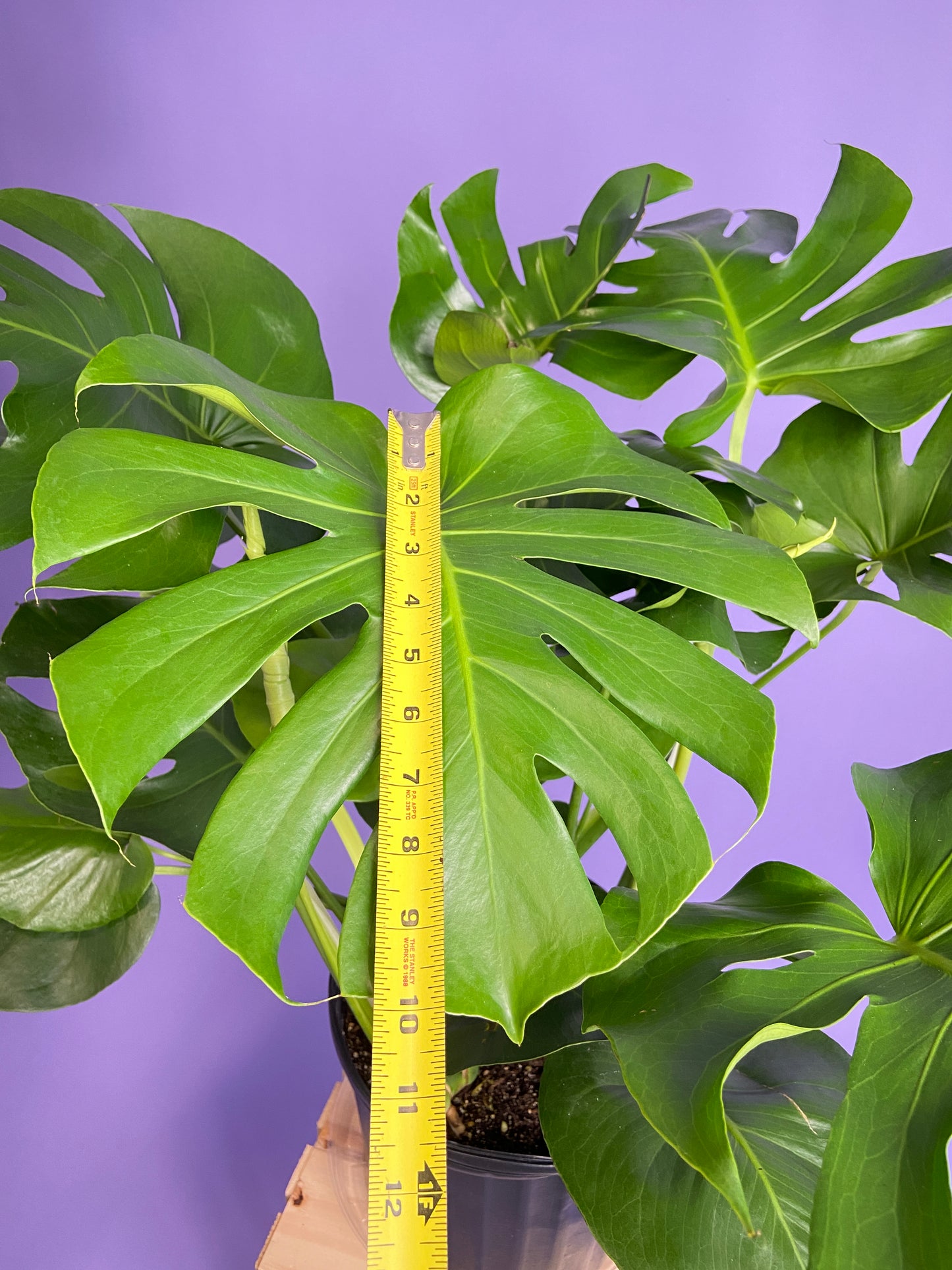 Monstera Deliciosa - 10"