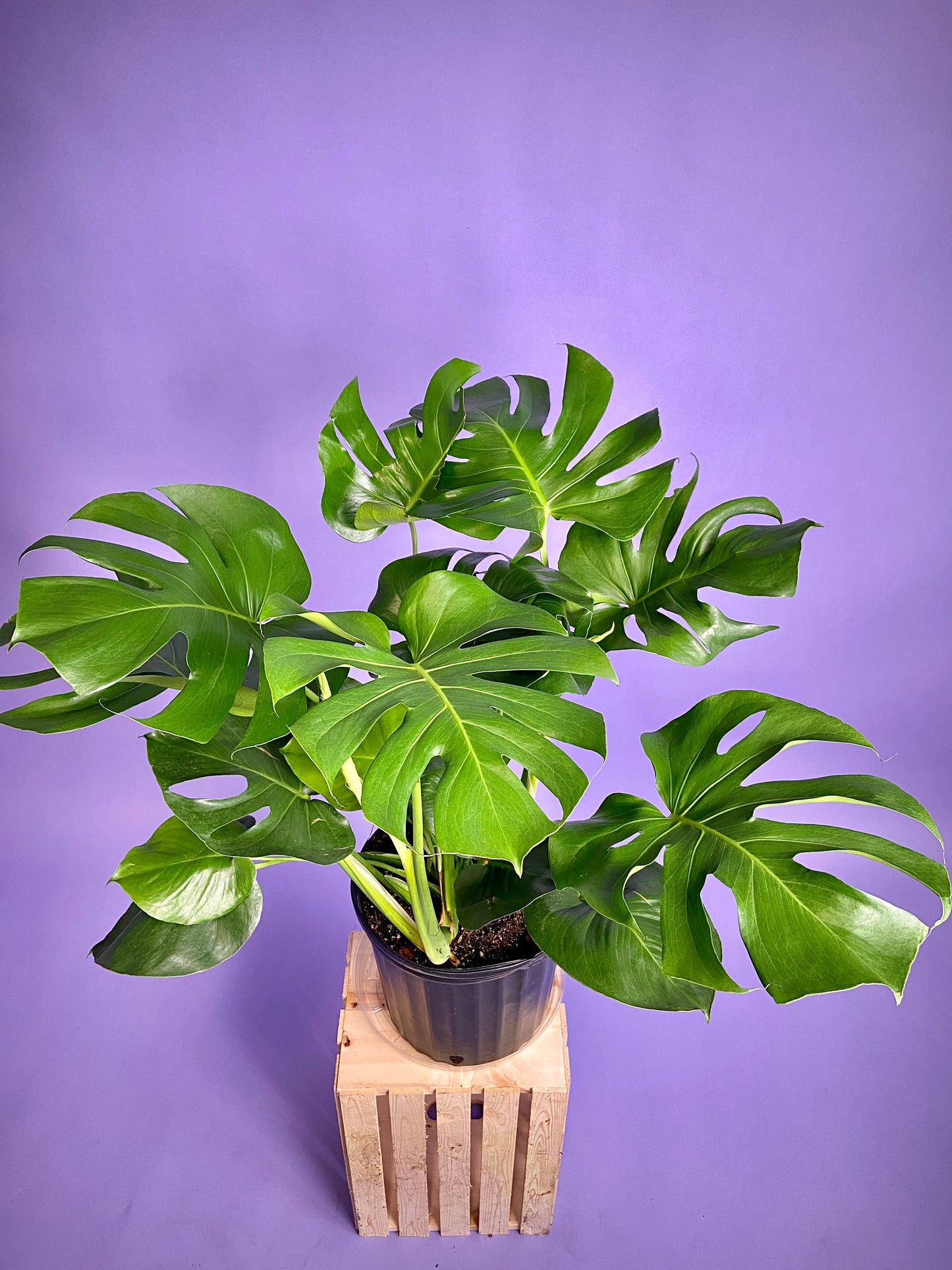 Monstera Deliciosa - 10"