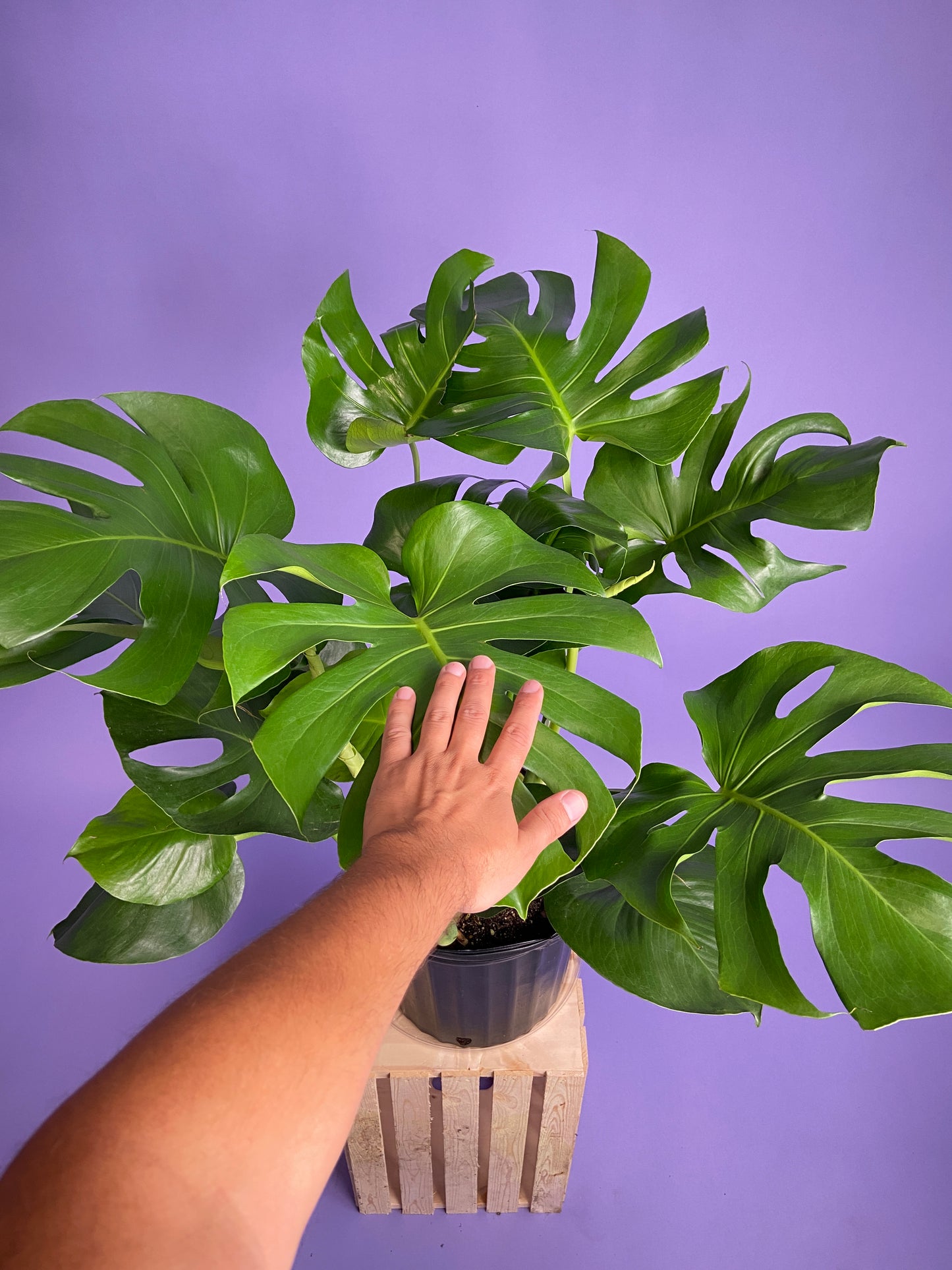 Monstera Deliciosa - 10"