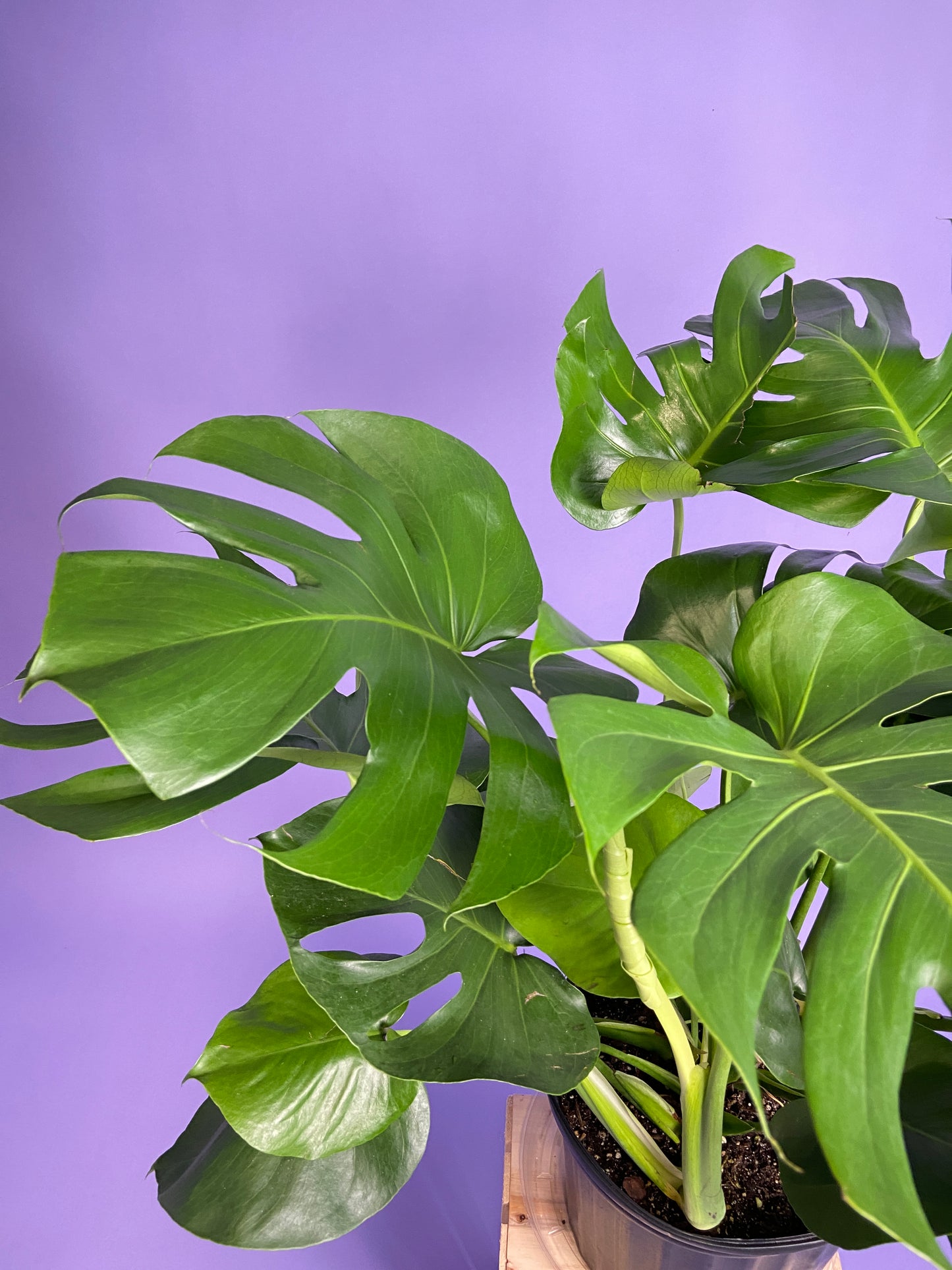 Monstera Deliciosa - 10"