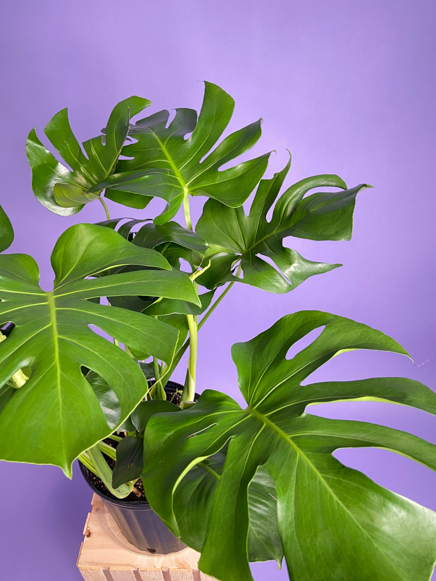 Monstera Deliciosa - 10"
