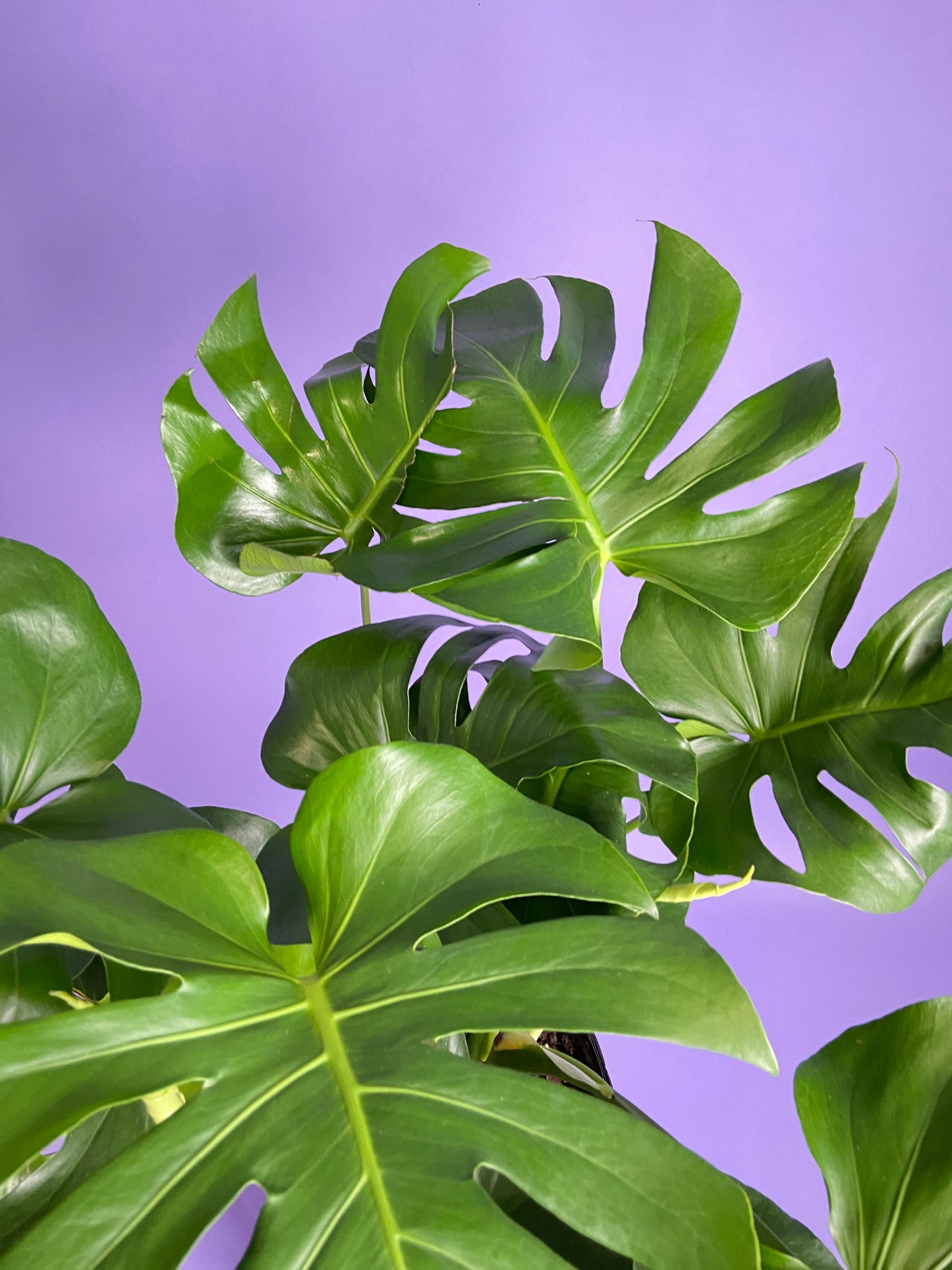 Monstera Deliciosa - 10"
