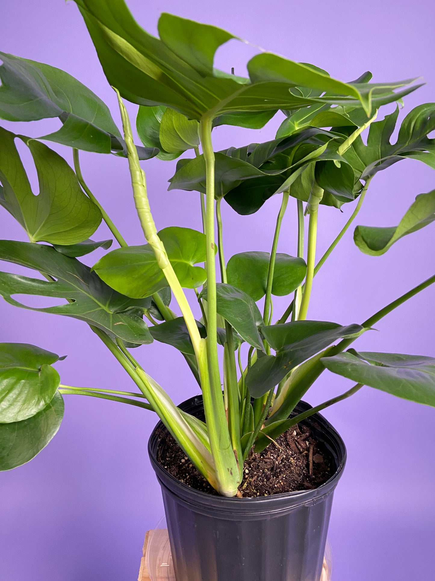 Monstera Deliciosa - 10"