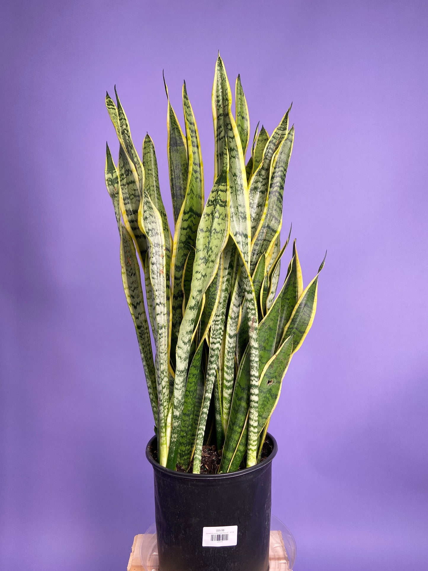 Sansevieria Laurentii (Snake Plant) - 10" Pot