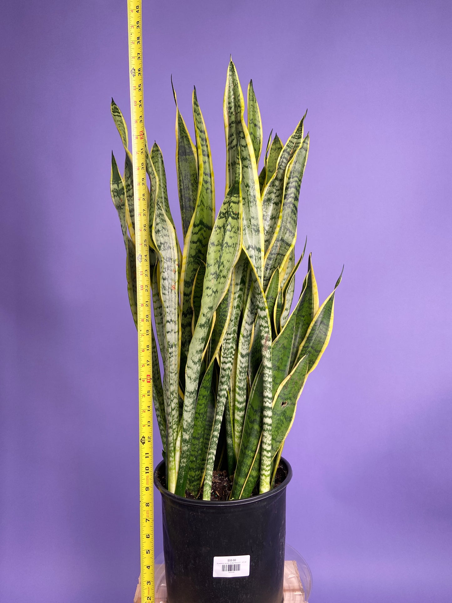 Sansevieria Laurentii (Snake Plant) - 10" Pot