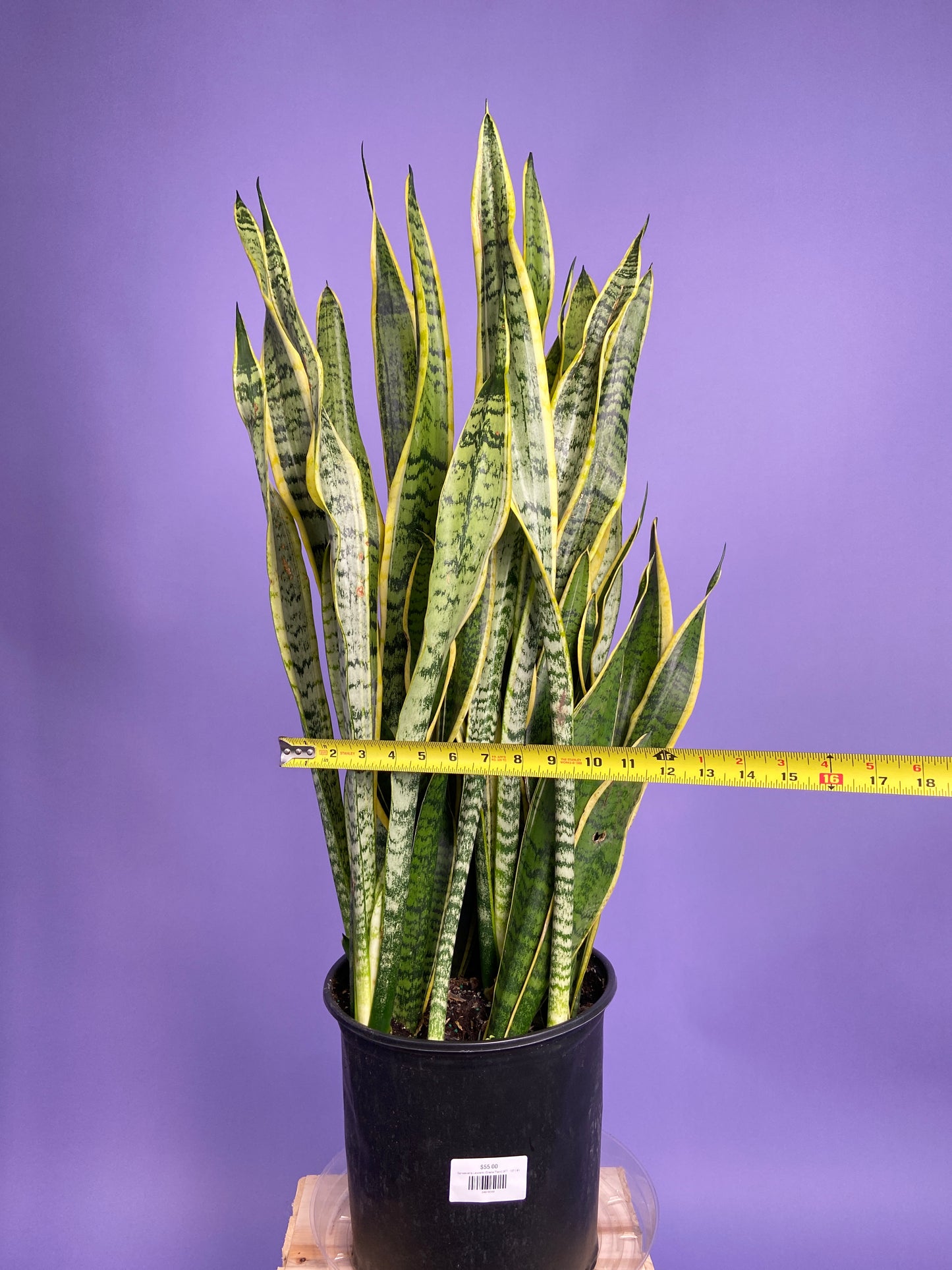 Sansevieria Laurentii (Snake Plant) - 10" Pot