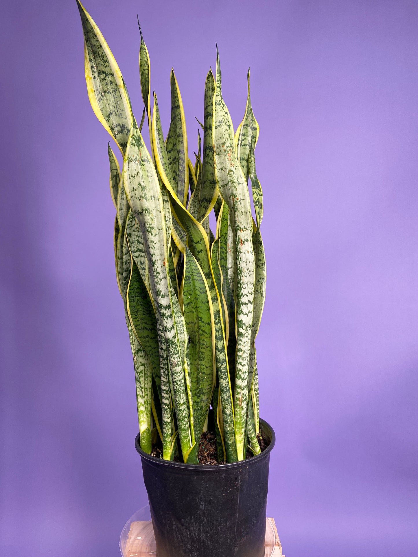 Sansevieria Laurentii (Snake Plant) - 10" Pot