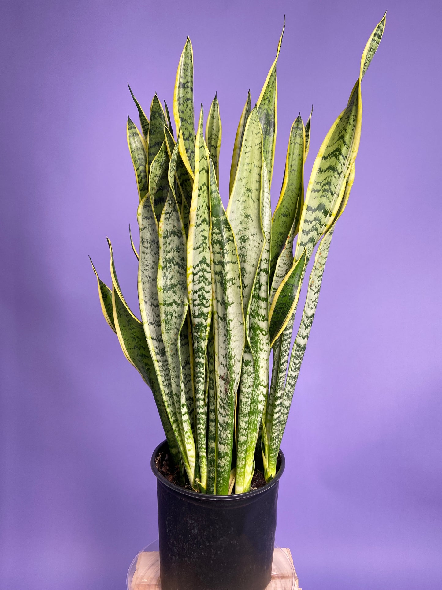 Sansevieria Laurentii (Snake Plant) - 10" Pot