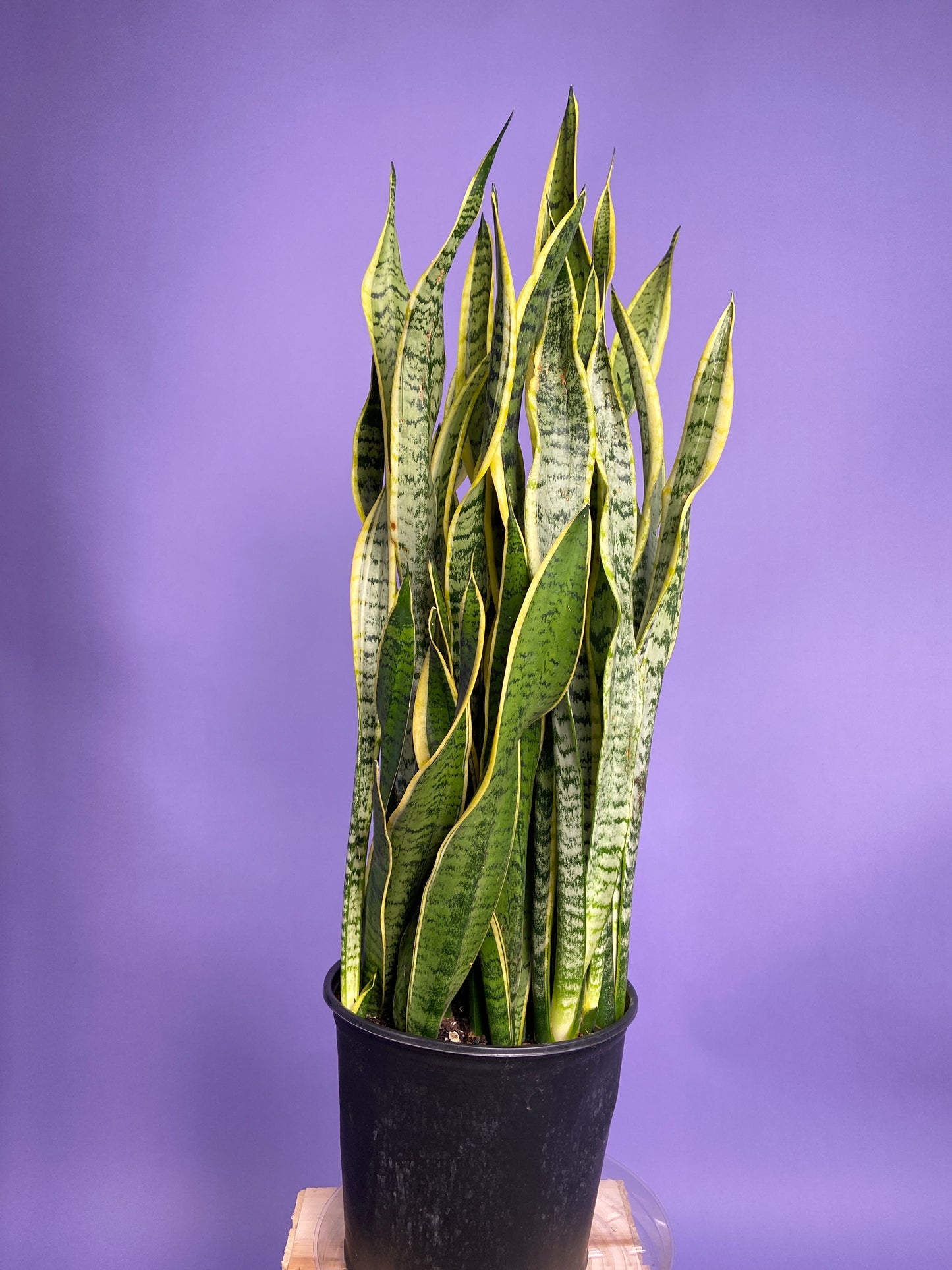Sansevieria Laurentii (Snake Plant) - 10" Pot