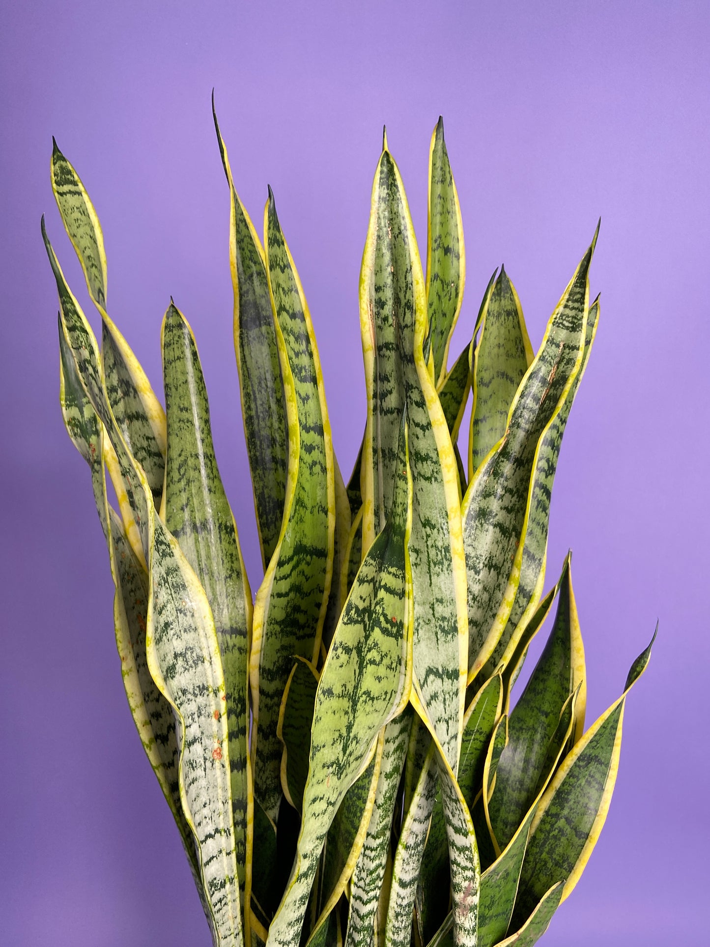 Sansevieria Laurentii (Snake Plant) - 10" Pot
