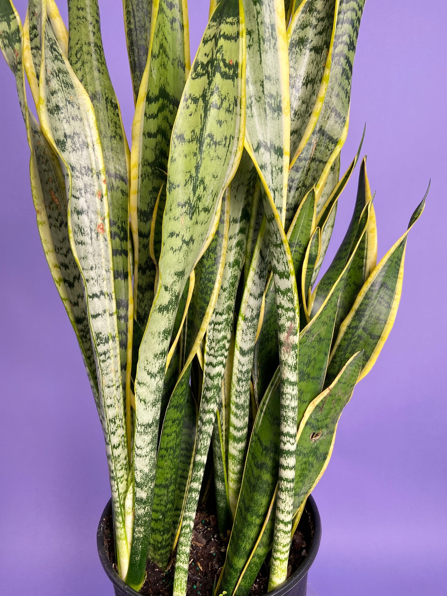 Sansevieria Laurentii (Snake Plant) - 10" Pot