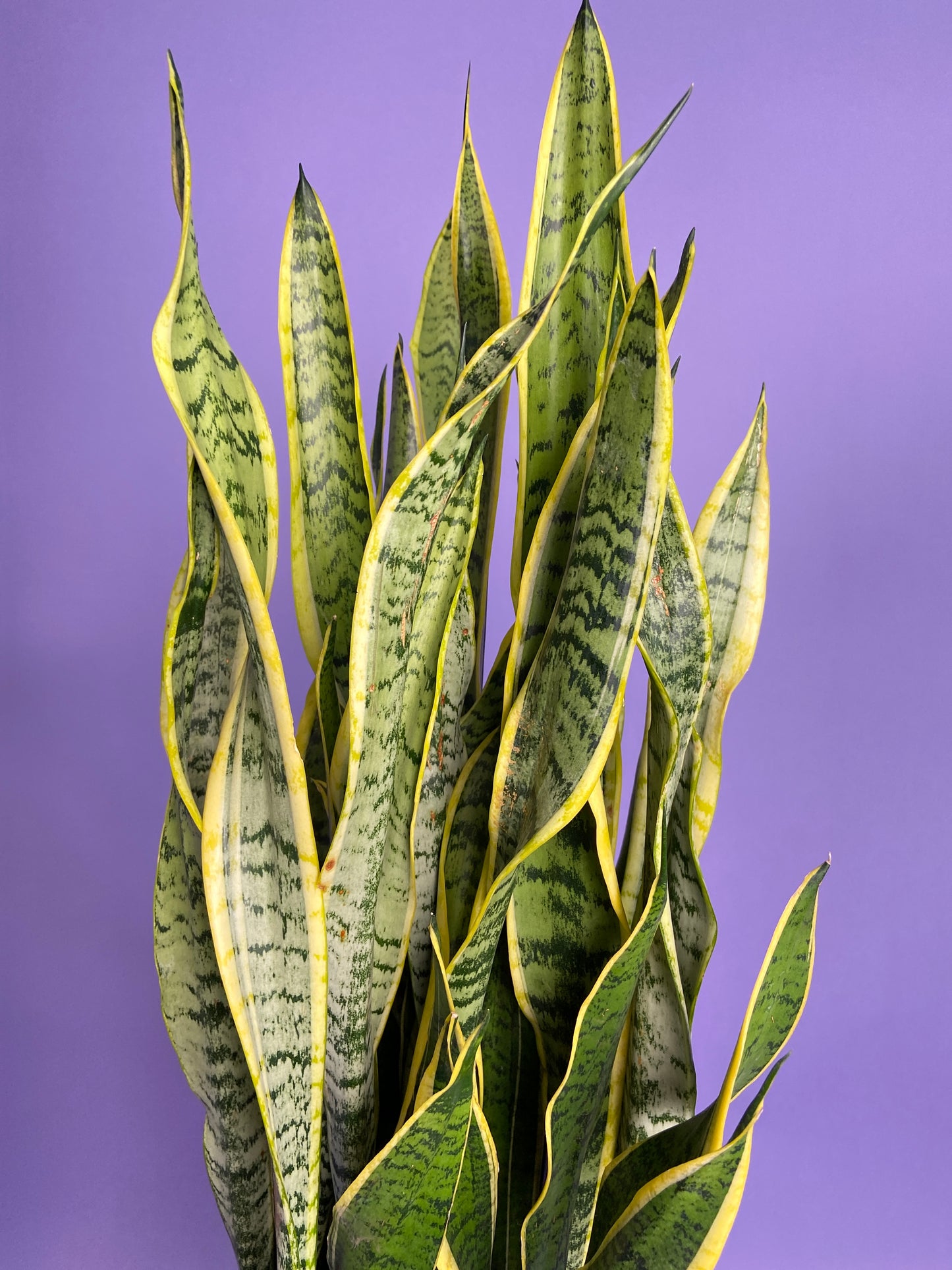 Sansevieria Laurentii (Snake Plant) - 10" Pot