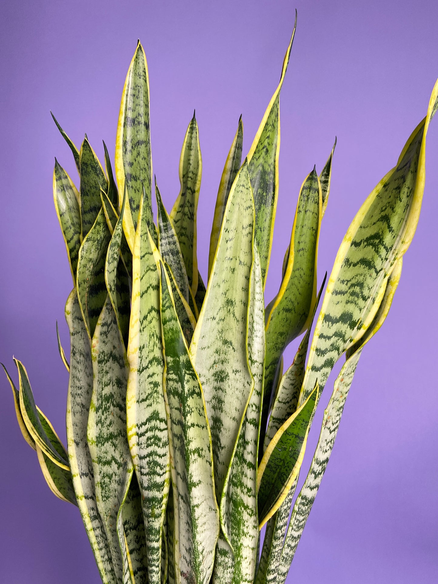 Sansevieria Laurentii (Snake Plant) - 10" Pot