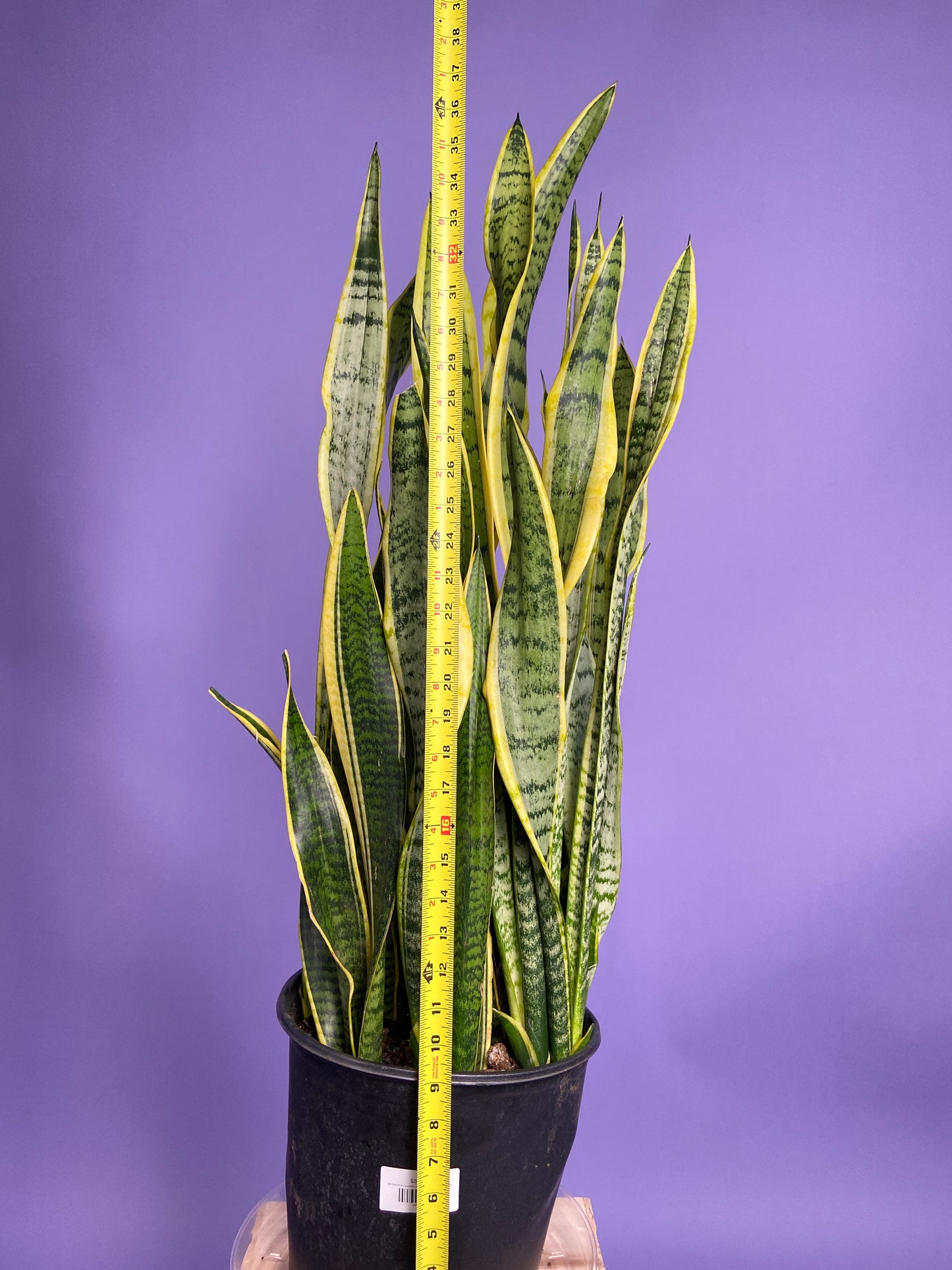 Sansevieria Laurentii (Snake Plant) - 10" Pot