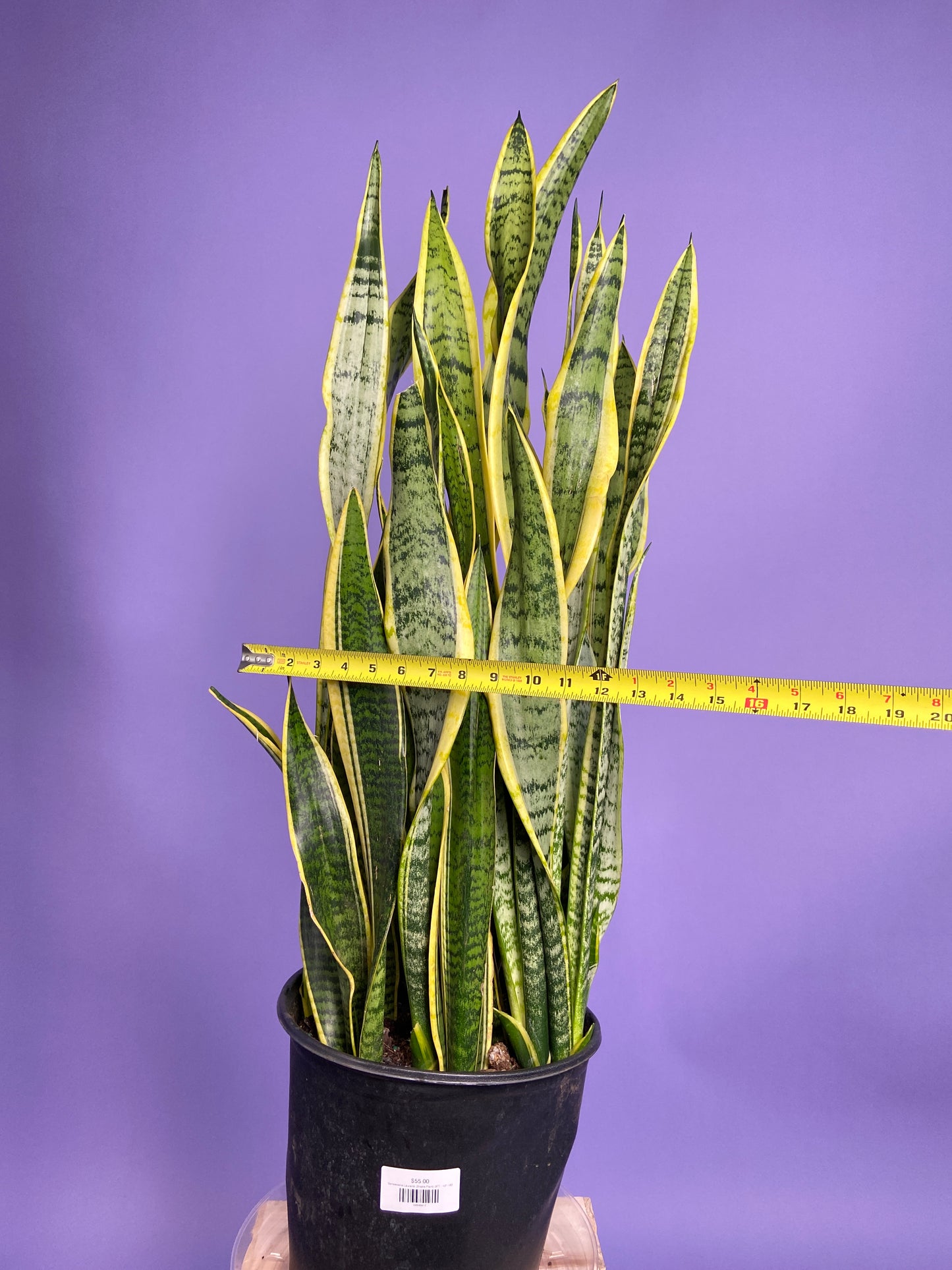 Sansevieria Laurentii (Snake Plant) - 10" Pot