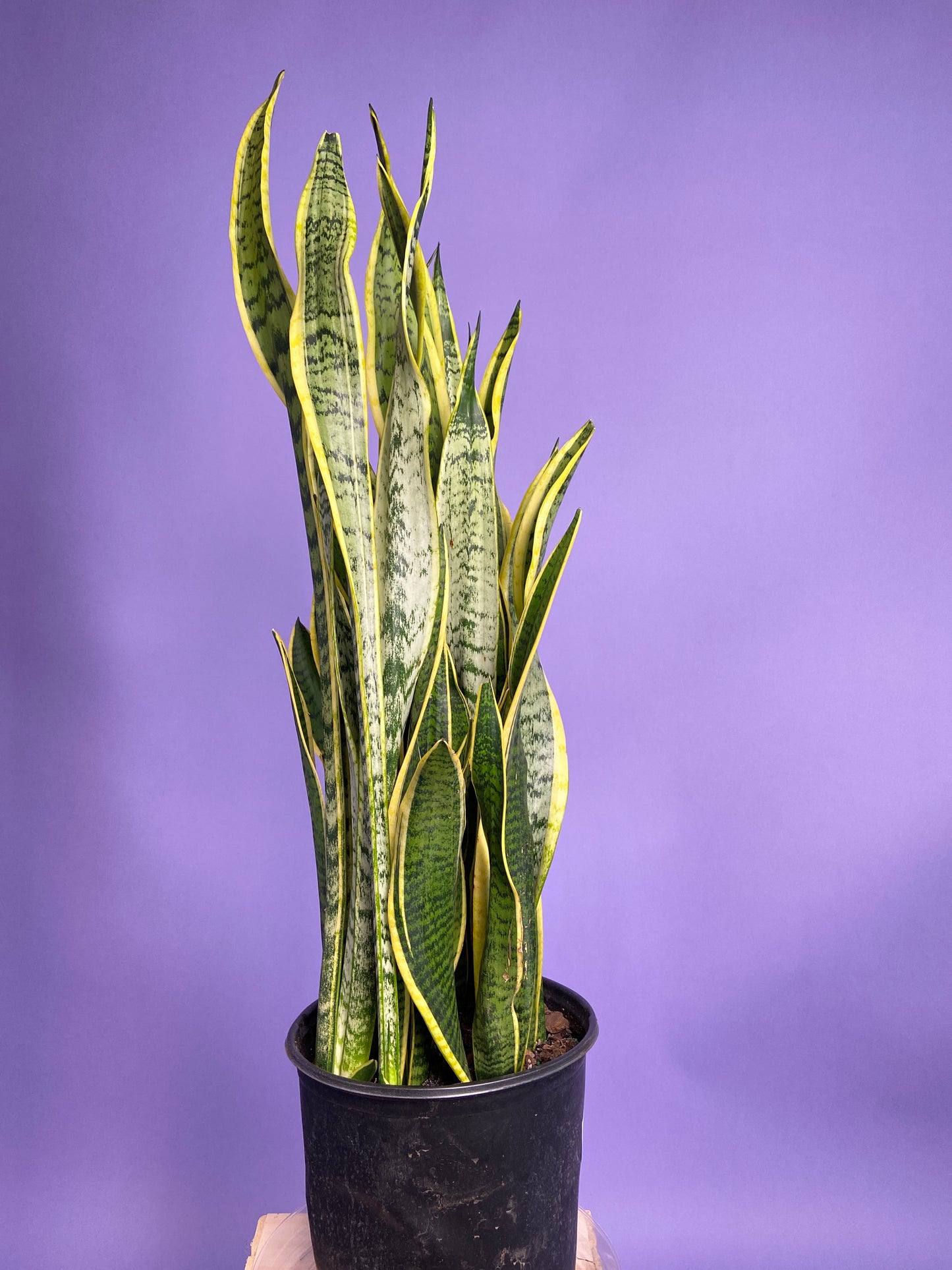 Sansevieria Laurentii (Snake Plant) - 10" Pot