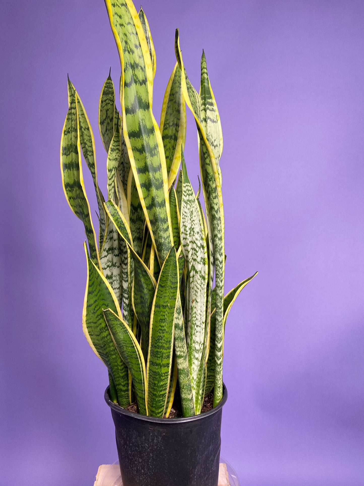 Sansevieria Laurentii (Snake Plant) - 10" Pot