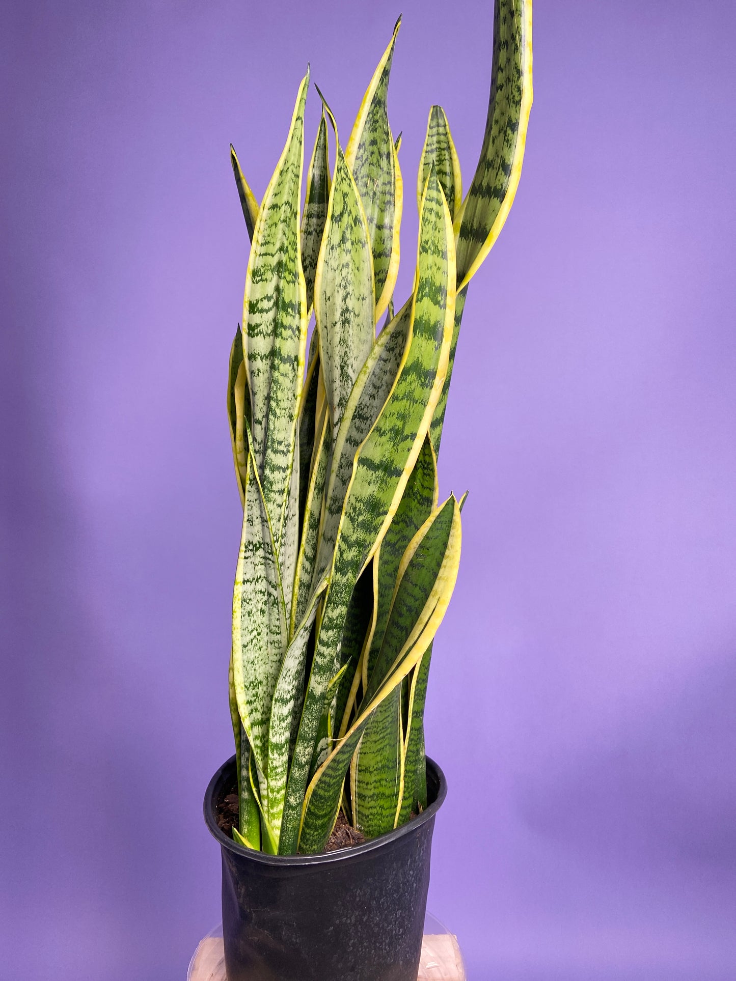 Sansevieria Laurentii (Snake Plant) - 10" Pot