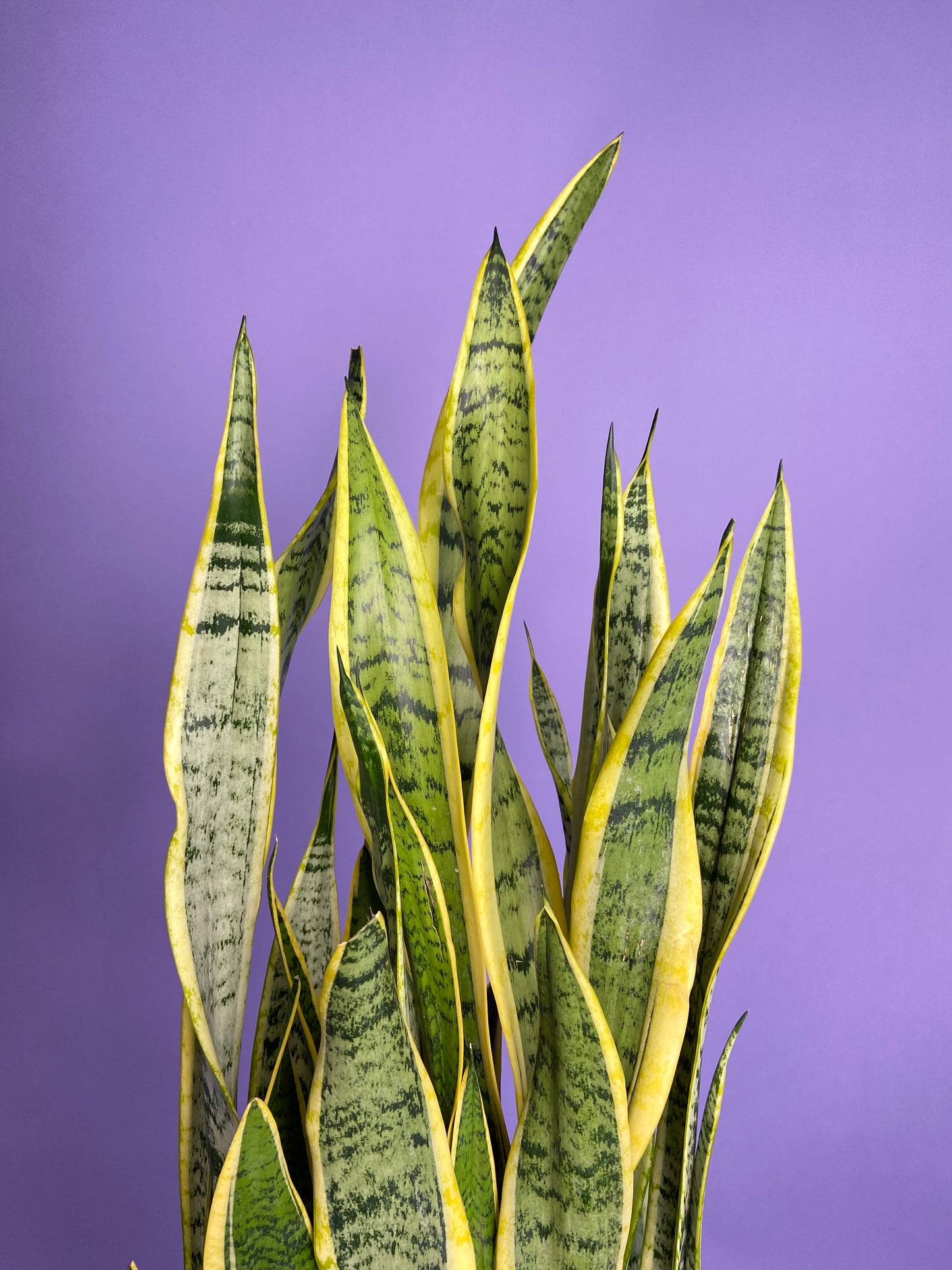 Sansevieria Laurentii (Snake Plant) - 10" Pot