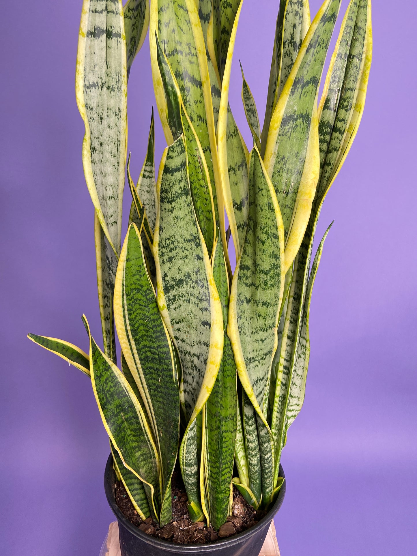 Sansevieria Laurentii (Snake Plant) - 10" Pot