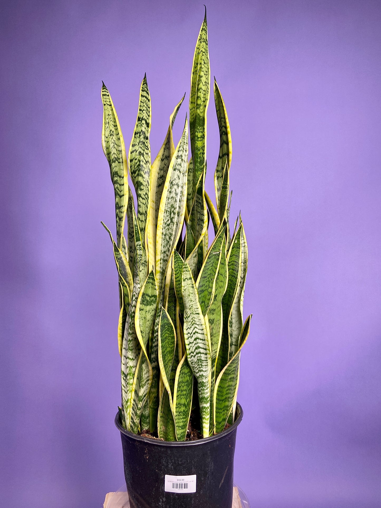Sansevieria Laurentii (Snake Plant) - 10" Pot