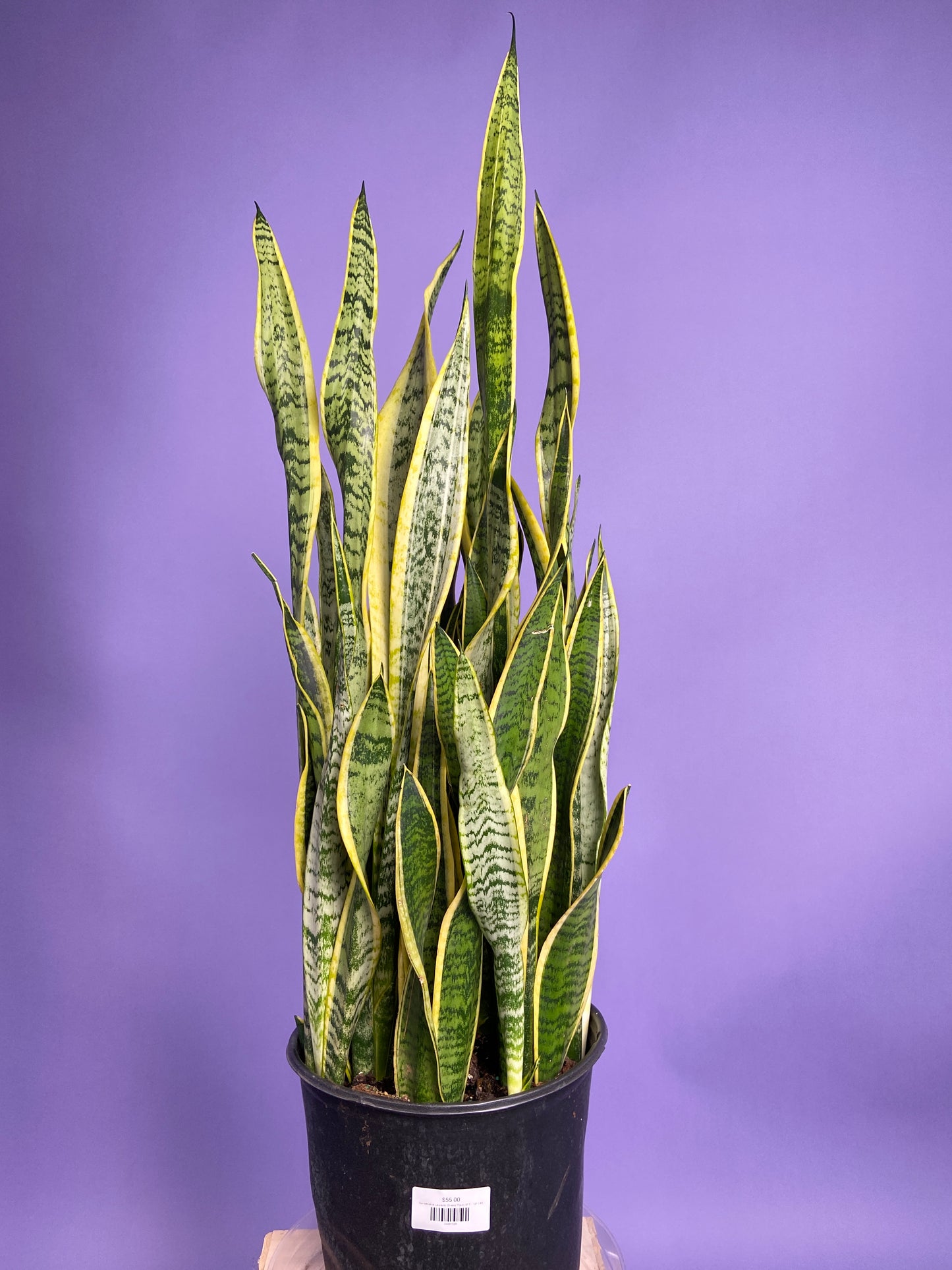 Sansevieria Laurentii (Snake Plant) - 10" Pot