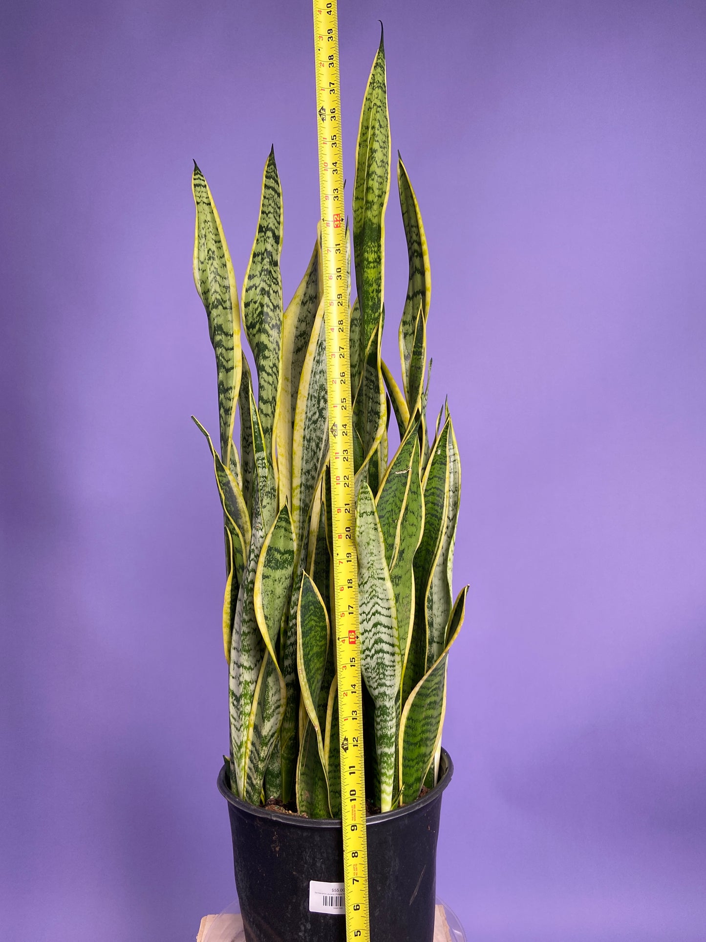 Sansevieria Laurentii (Snake Plant) - 10" Pot