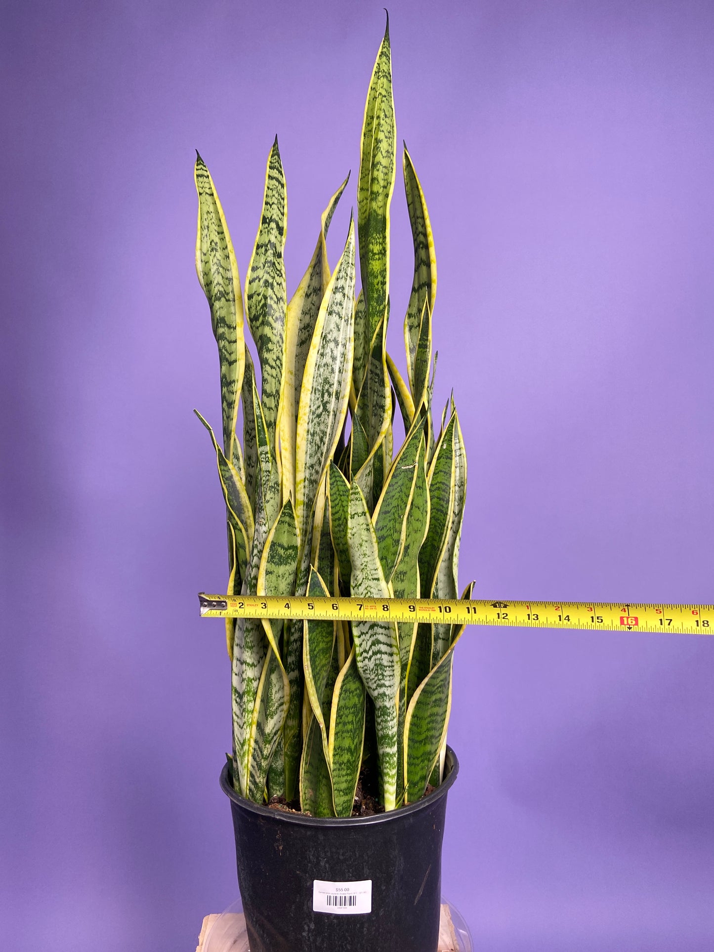 Sansevieria Laurentii (Snake Plant) - 10" Pot