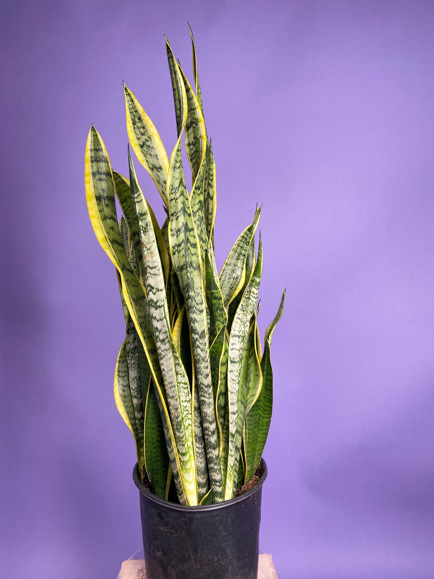 Sansevieria Laurentii (Snake Plant) - 10" Pot