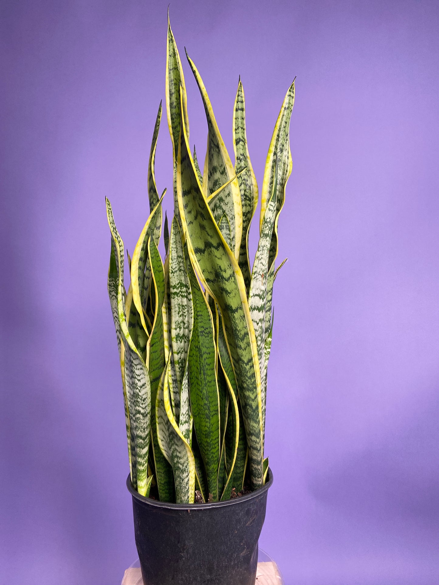 Sansevieria Laurentii (Snake Plant) - 10" Pot