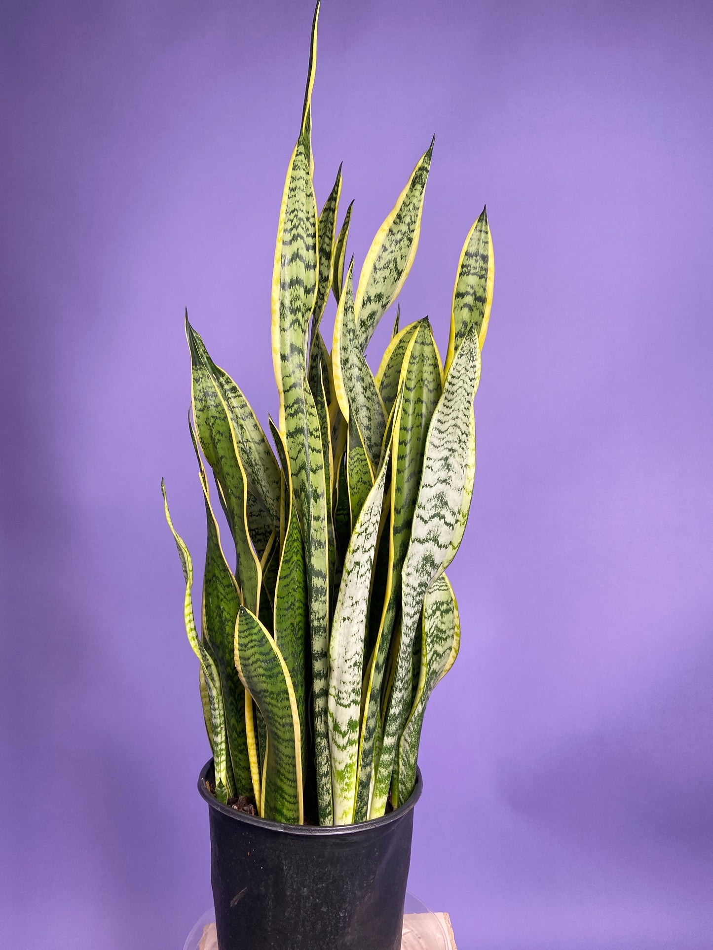 Sansevieria Laurentii (Snake Plant) - 10" Pot