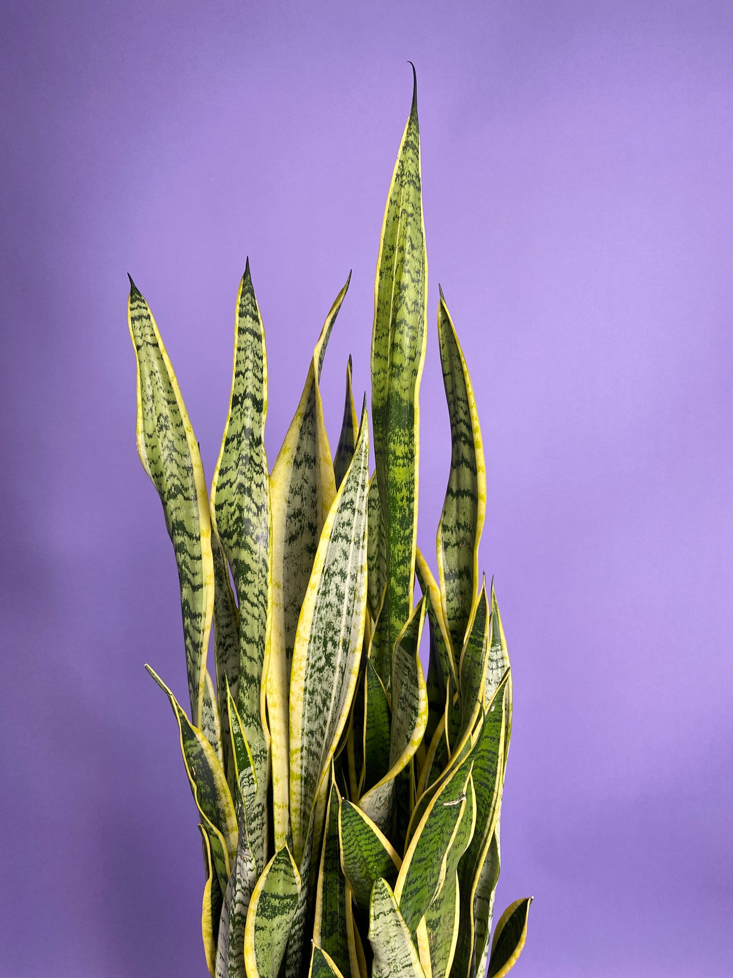 Sansevieria Laurentii (Snake Plant) - 10" Pot